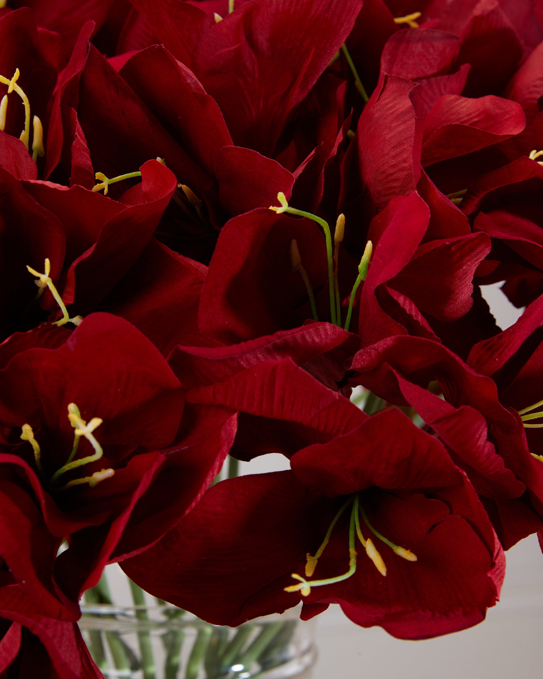 Amaryllis snitblomst rød