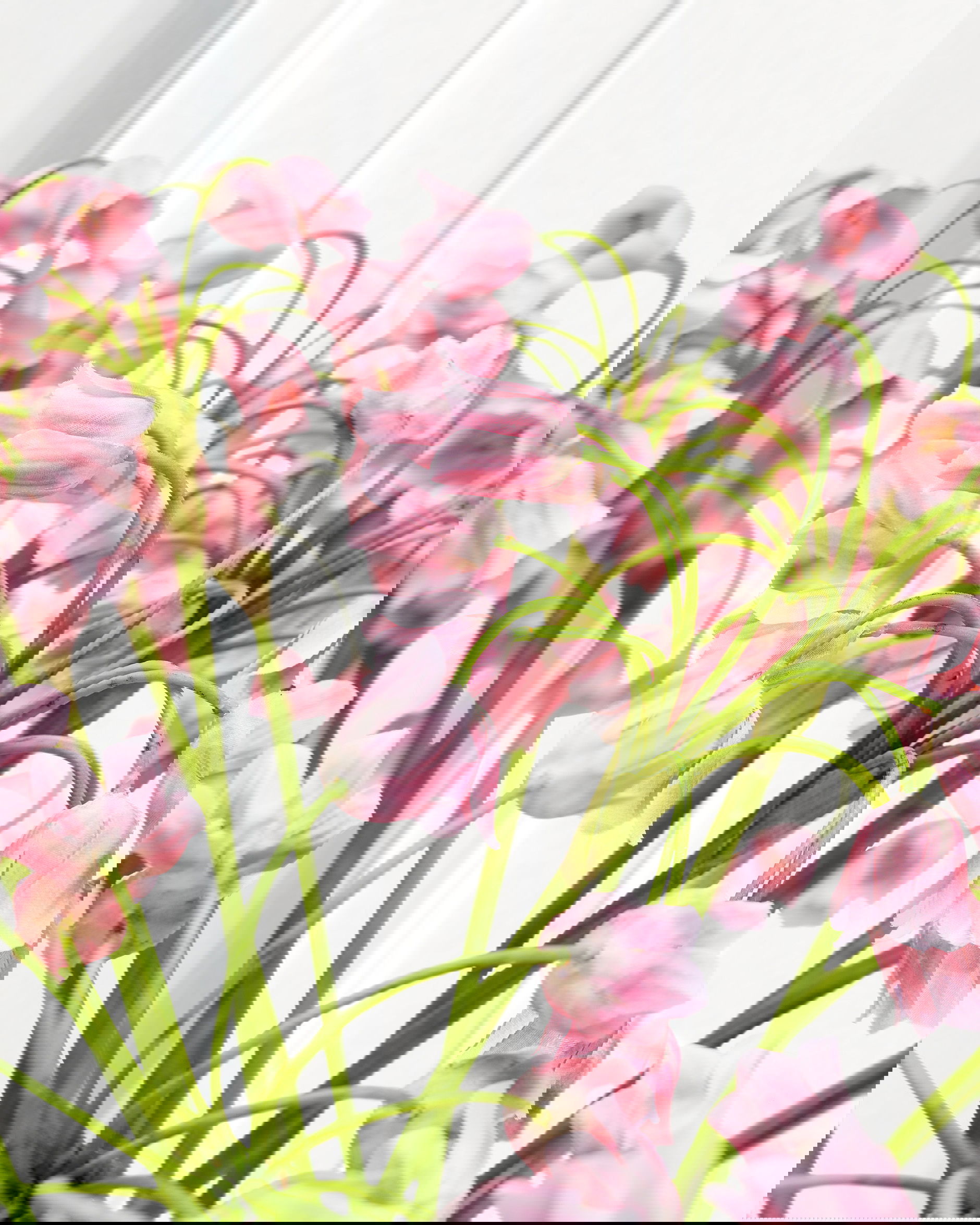 Allium Schnittblume rosa