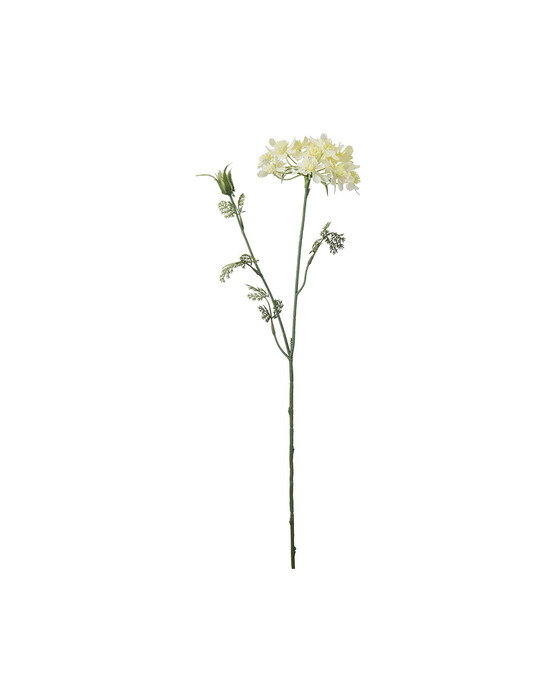 Blomsterkørvel gul