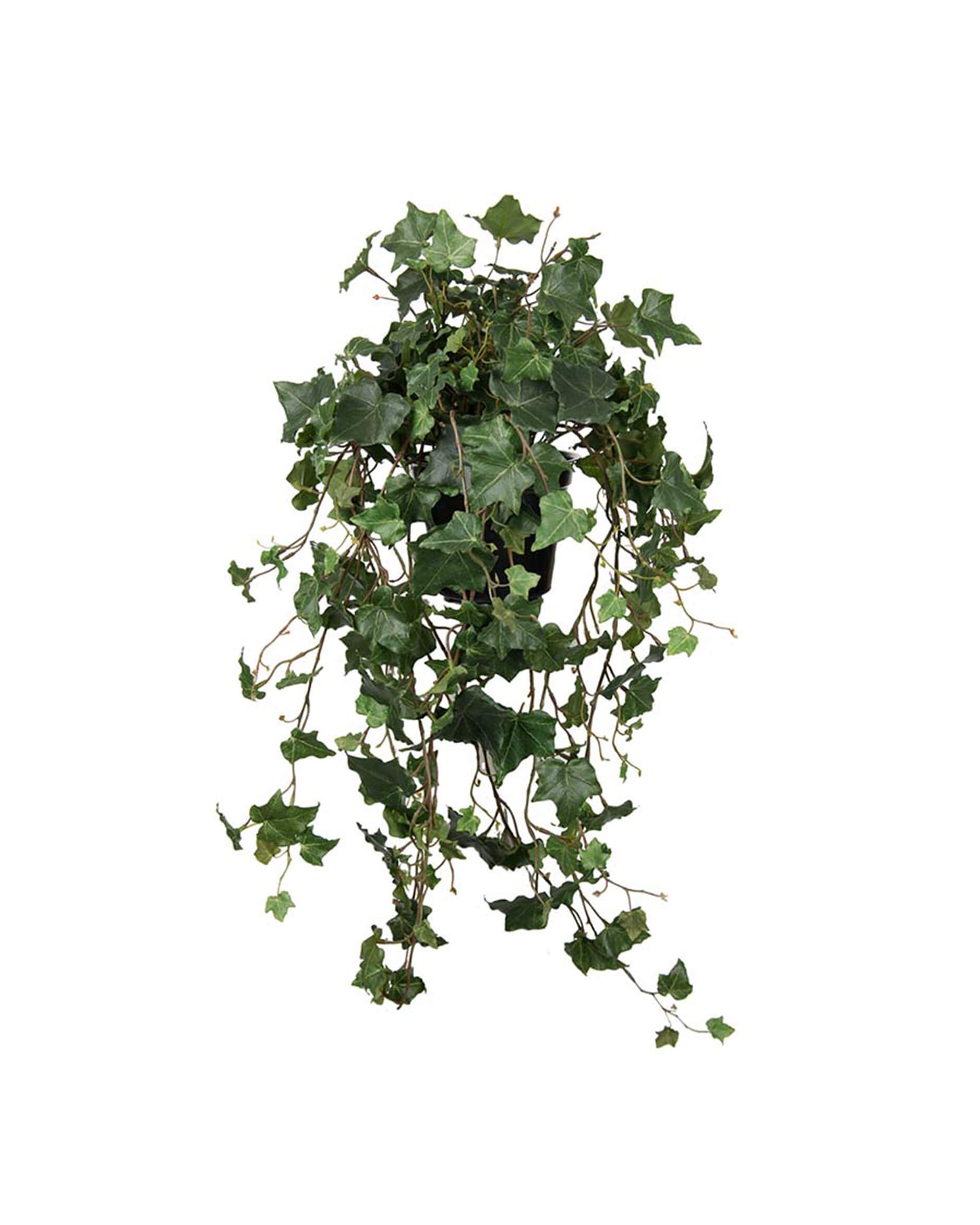 Ivy Potted Plant Green
