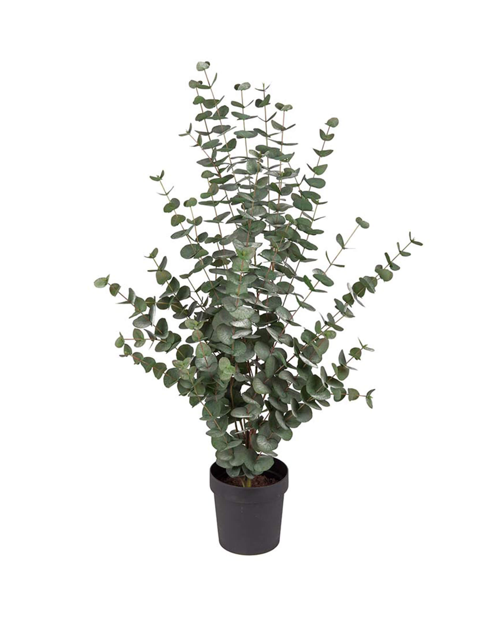 Eucalyptus konstväxt grön