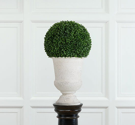 Boxwood Potted Plant Green