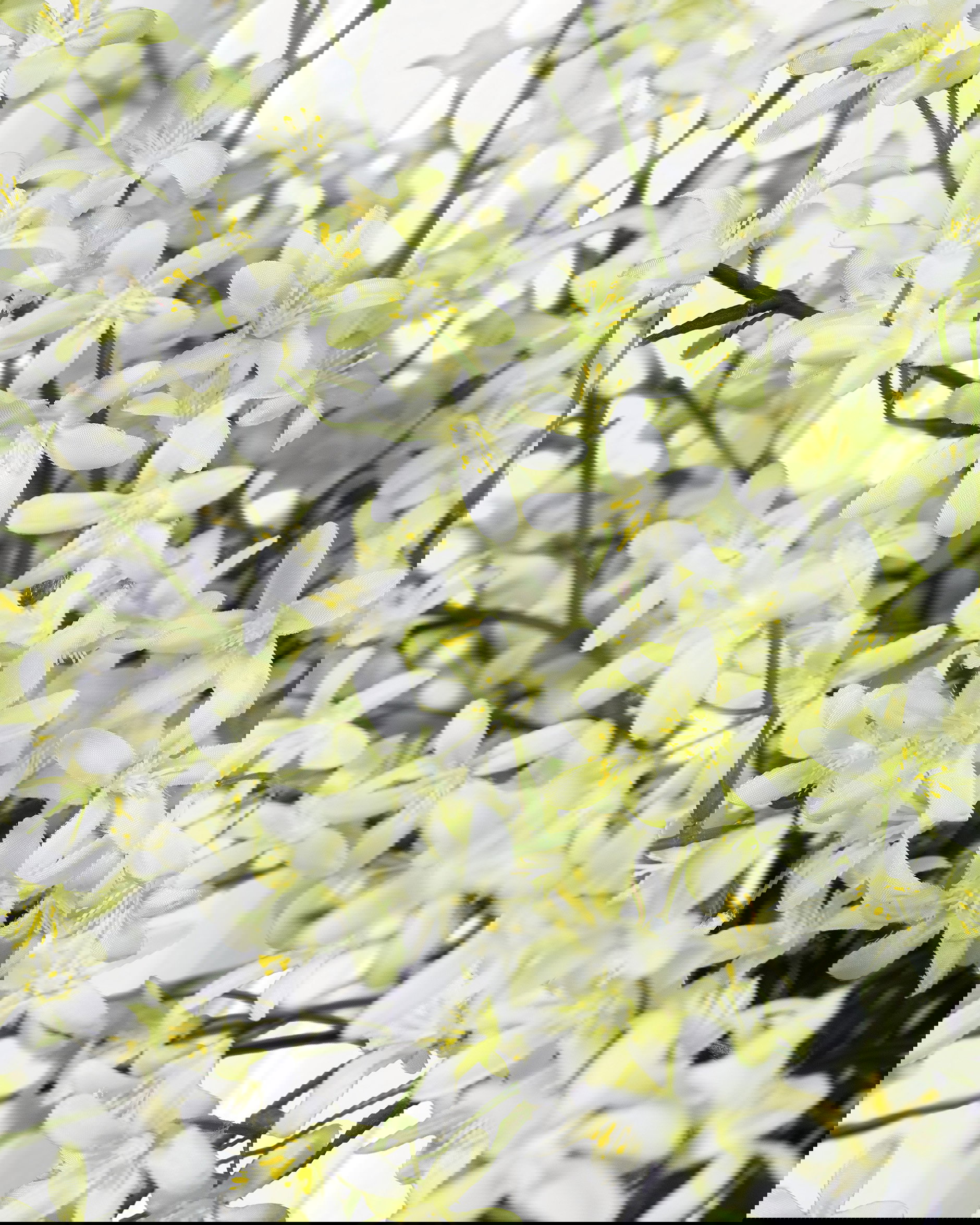 Saxifraga snittblomma vit