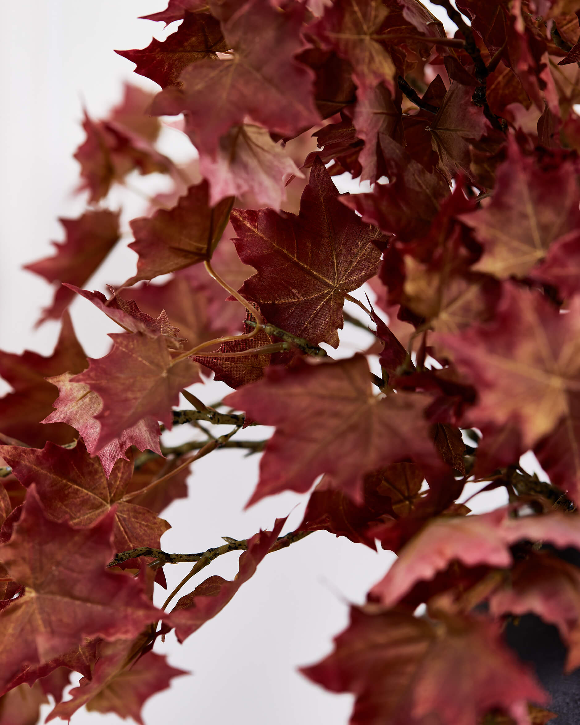 Lönn snittblomma orange