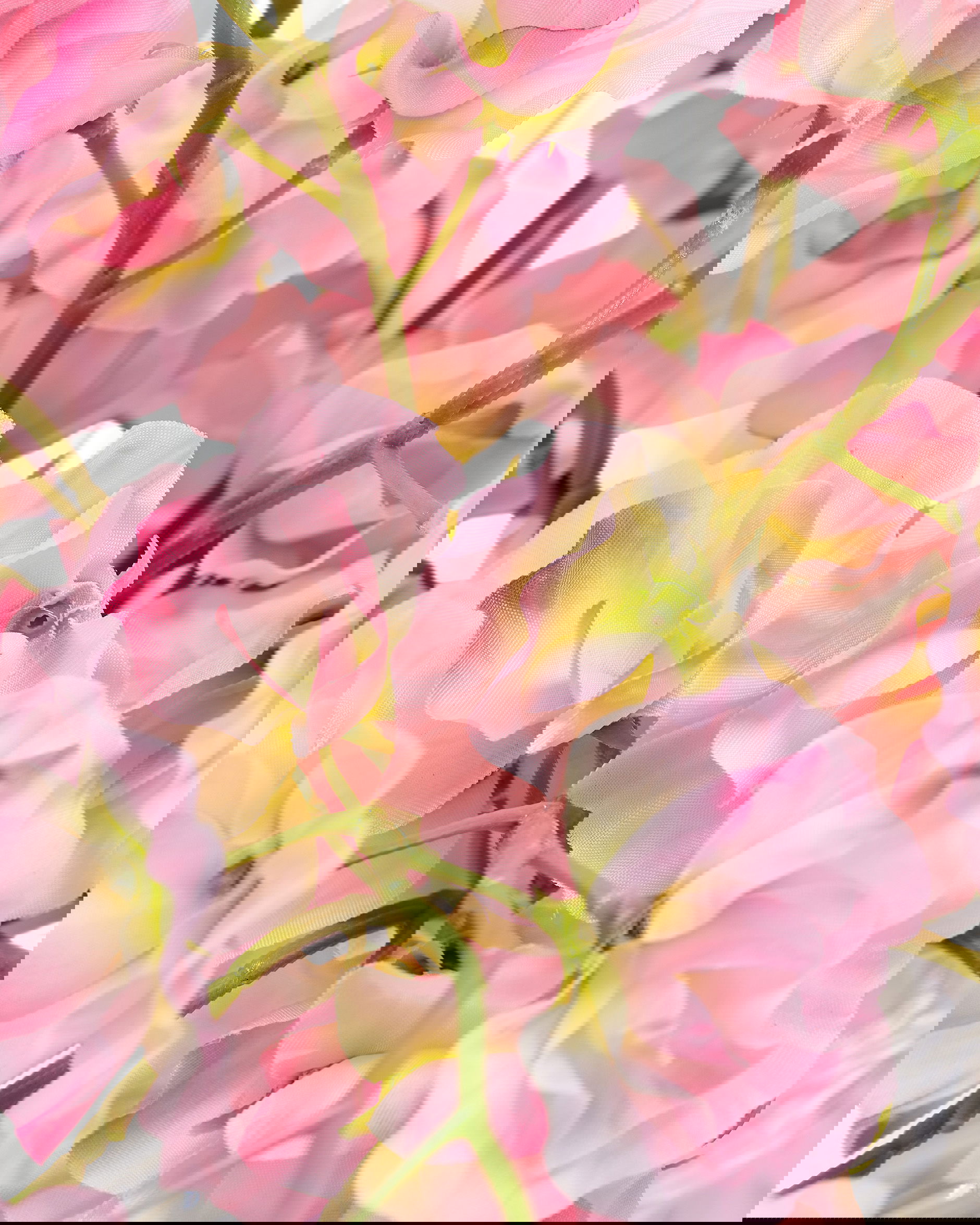 Sweet Pea Cut Flower Pink