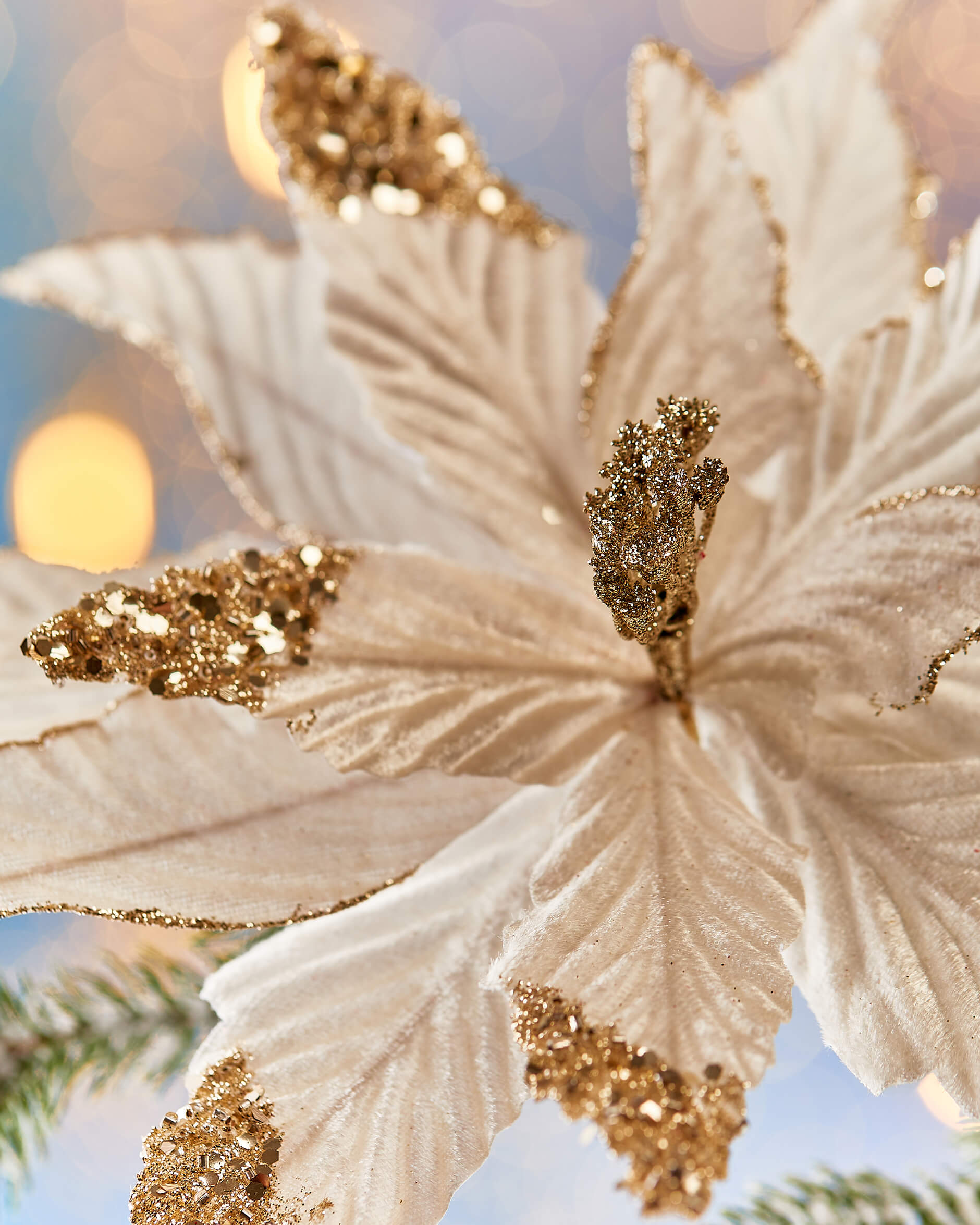 Elbert-joulutähtiklipsi, samppanja