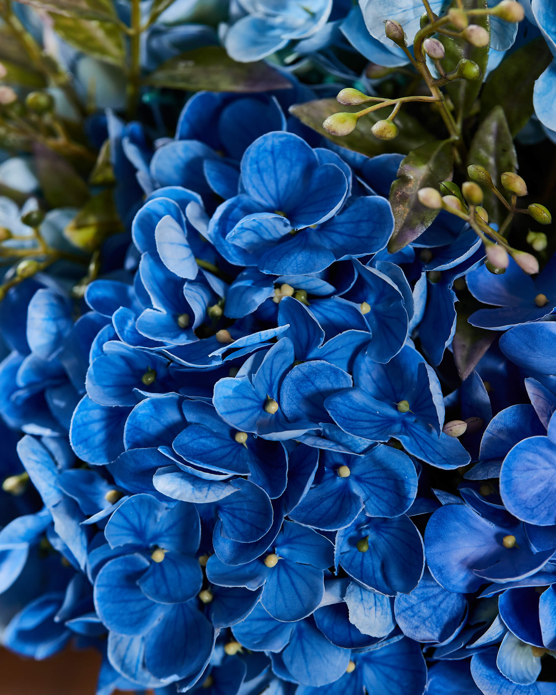 Hortensia d’Été gåvoset