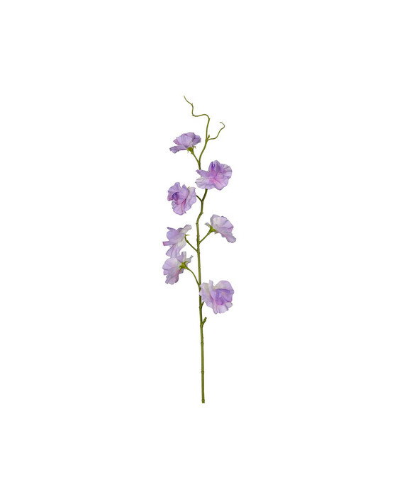 Newport Luktärt snittblomma lila