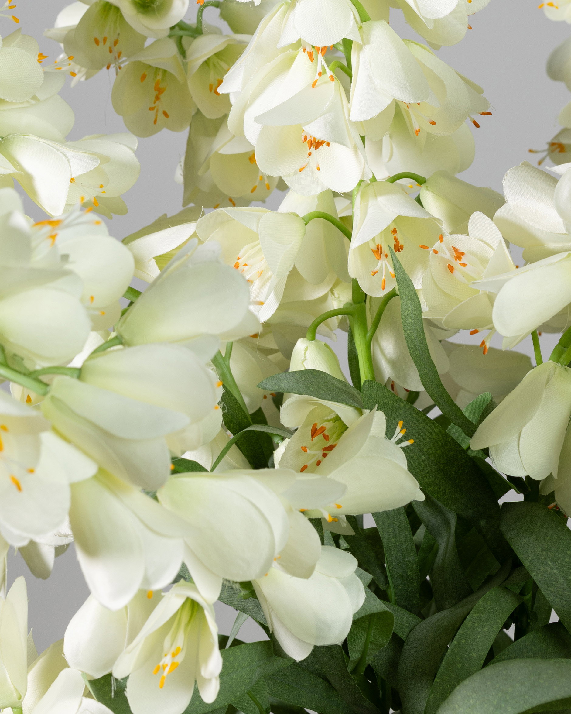 Frittilaria snittblomst hvit