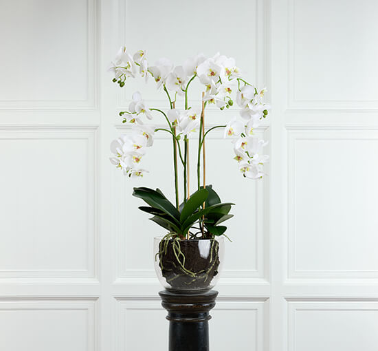 Orchid Potted Plant White