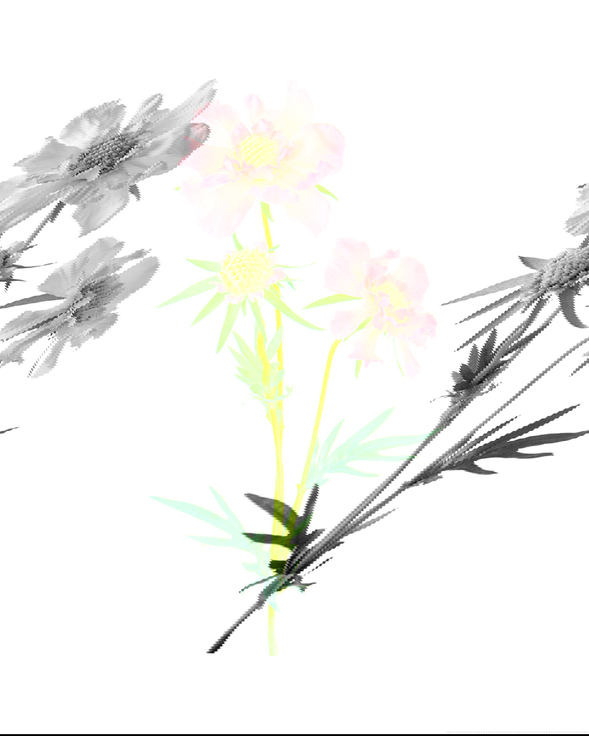 Scabiosa snittblomma rosa/grön