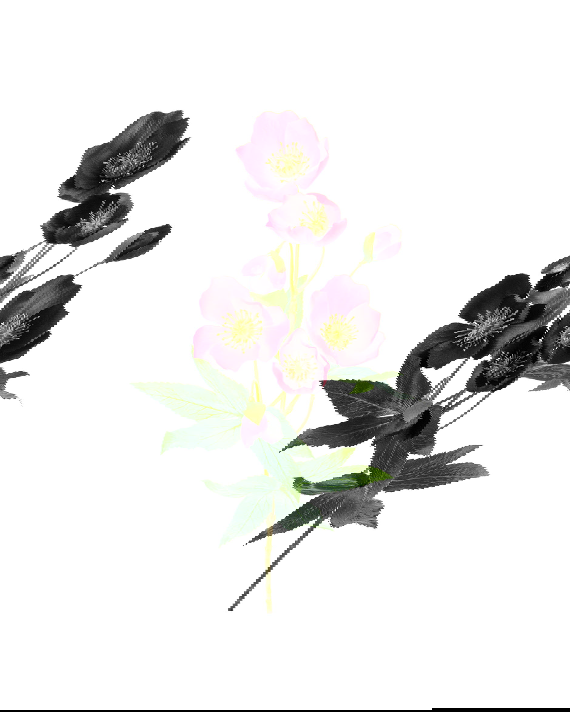 Julros snittblomma vinröd