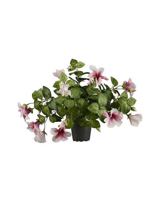 Petunia potteplante rosa