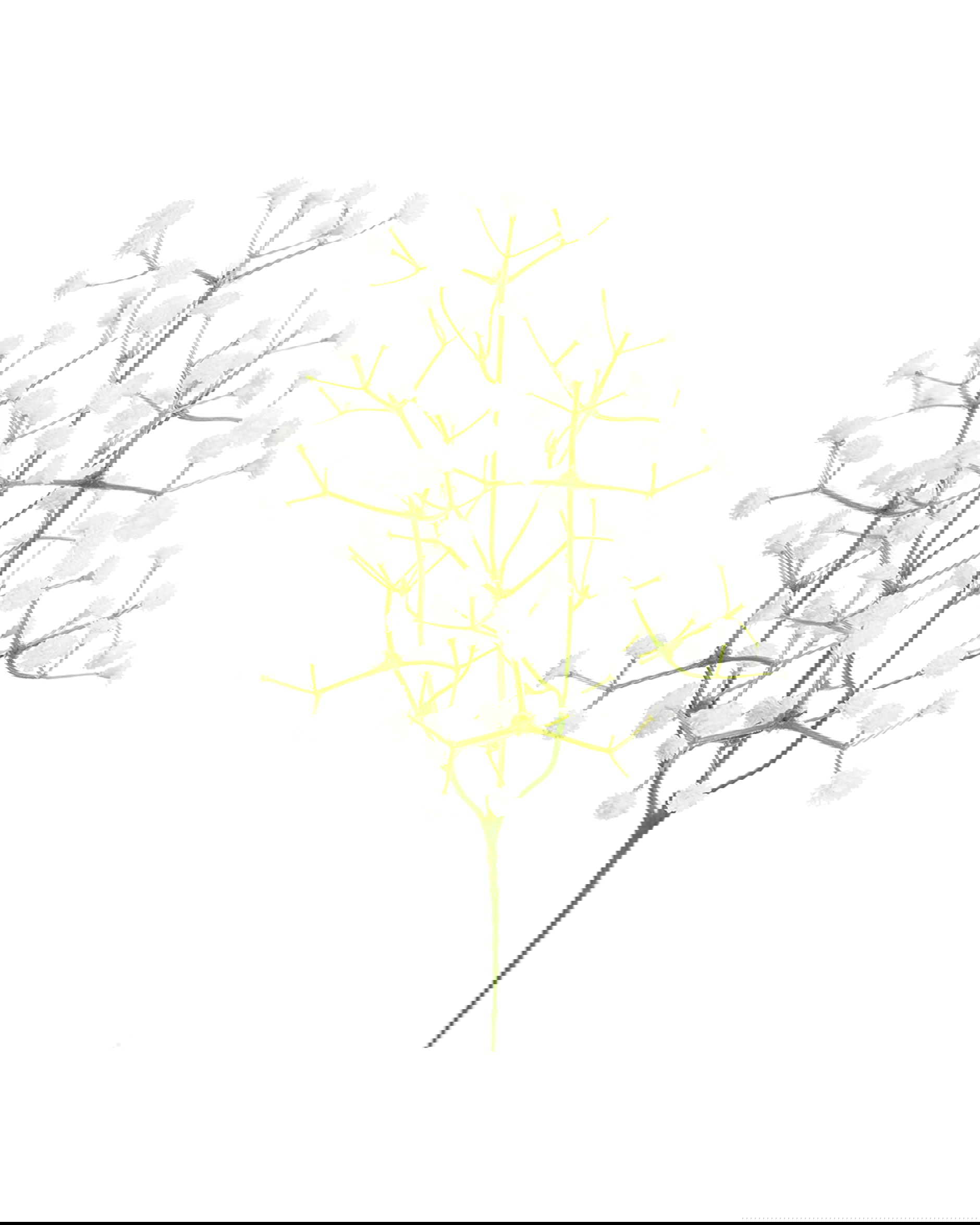 Brudslöja snittblomma vit