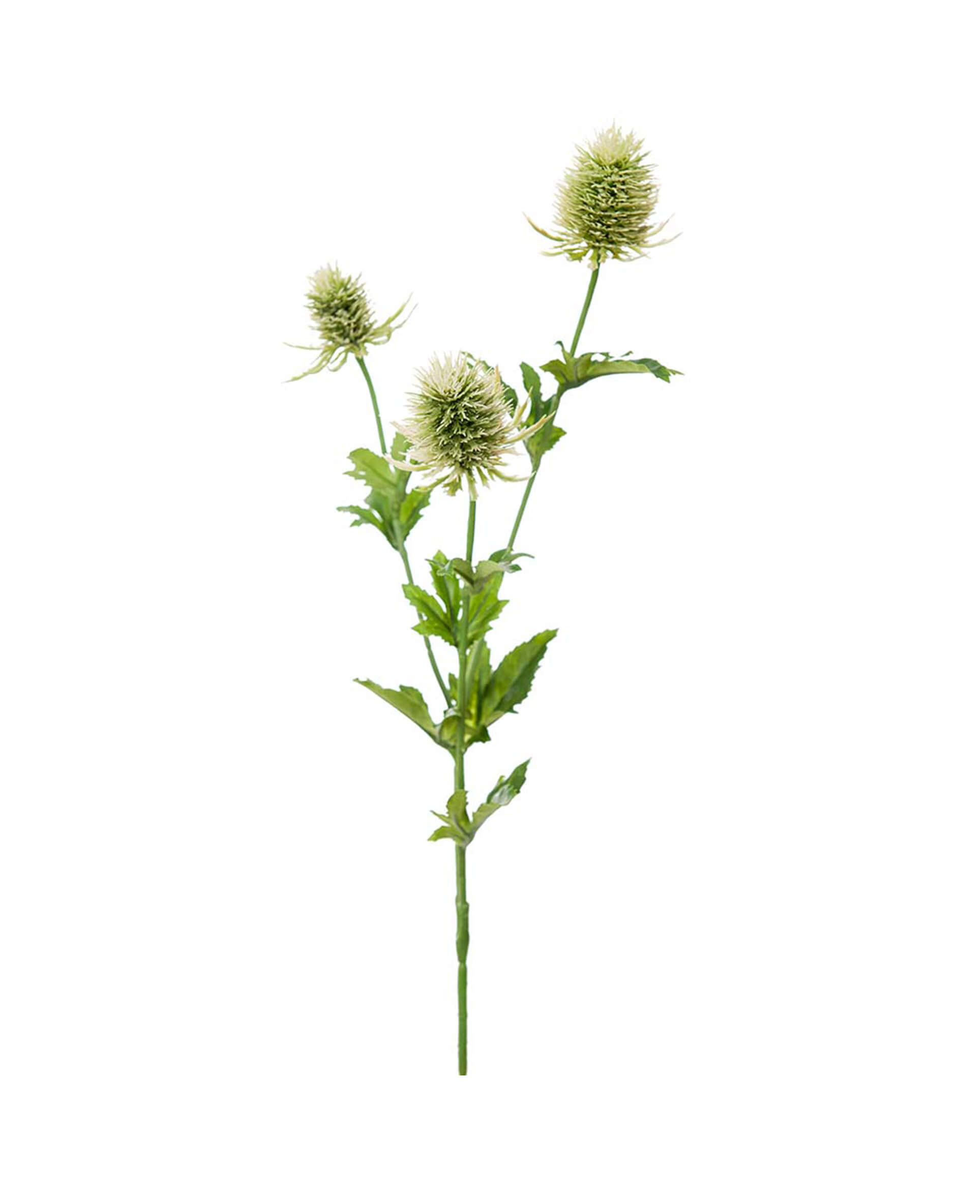 Tistel snittblomma grön