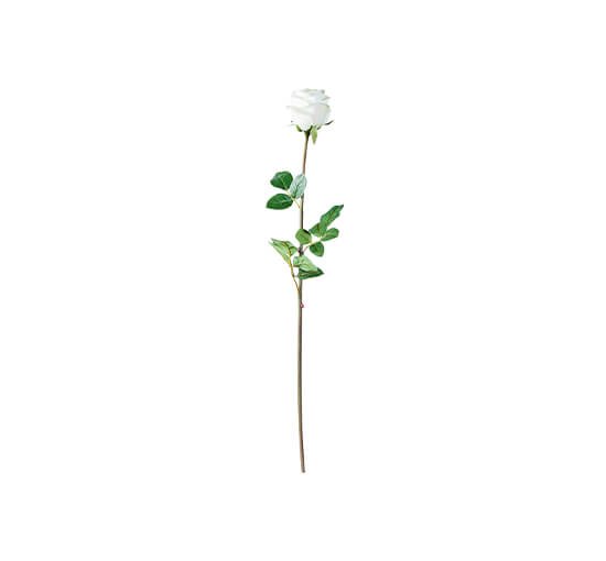 Hvit - Rose snittblomst hvit