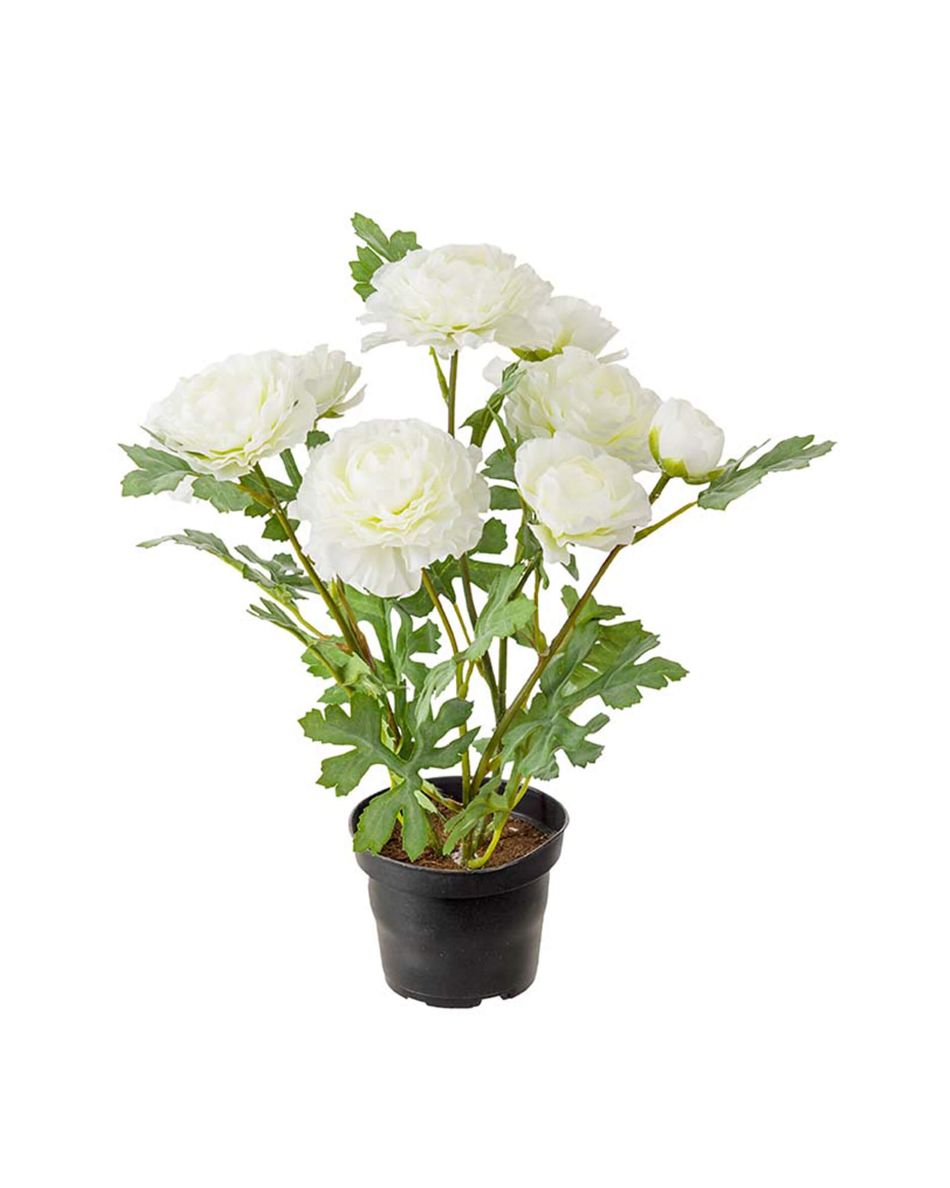 Ranunkel Zimmerpflanze weiß