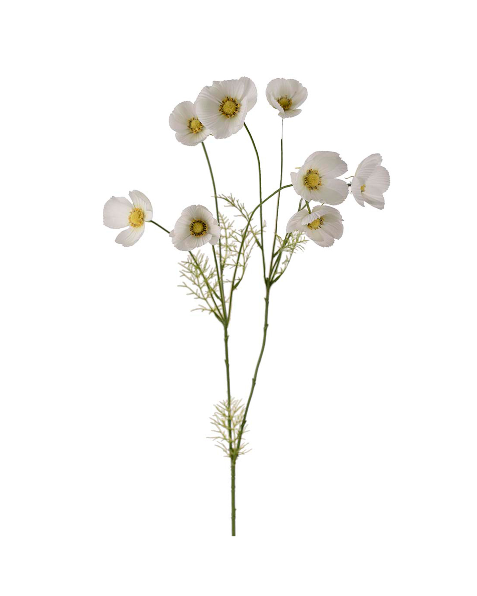Cosmos Cut Flower White