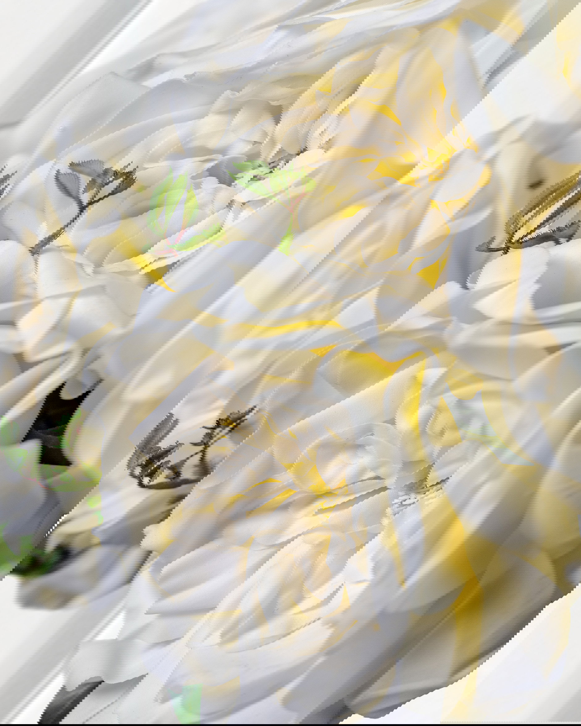 Ros snittblomma cream