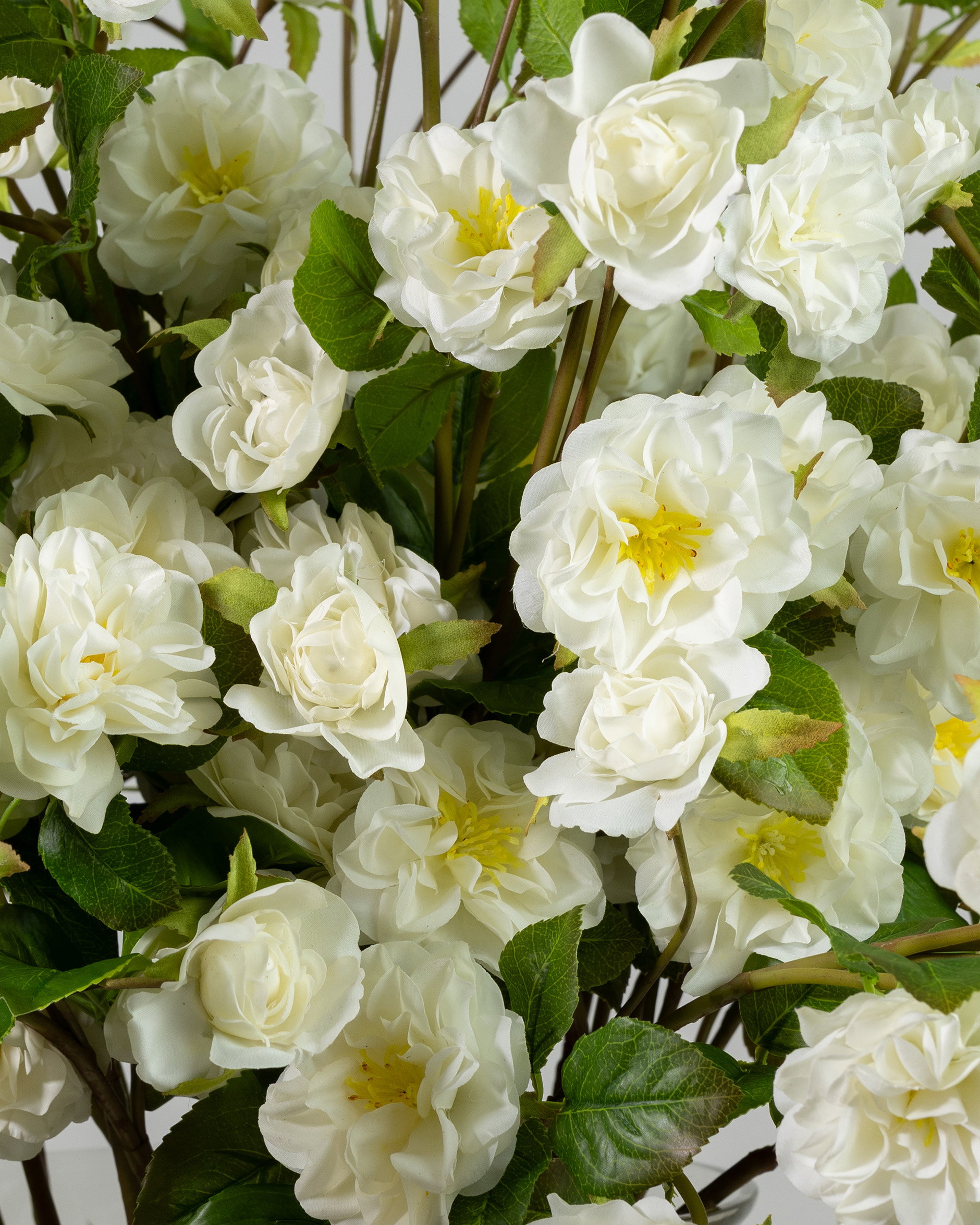 Climbing Rose Cut Flower White