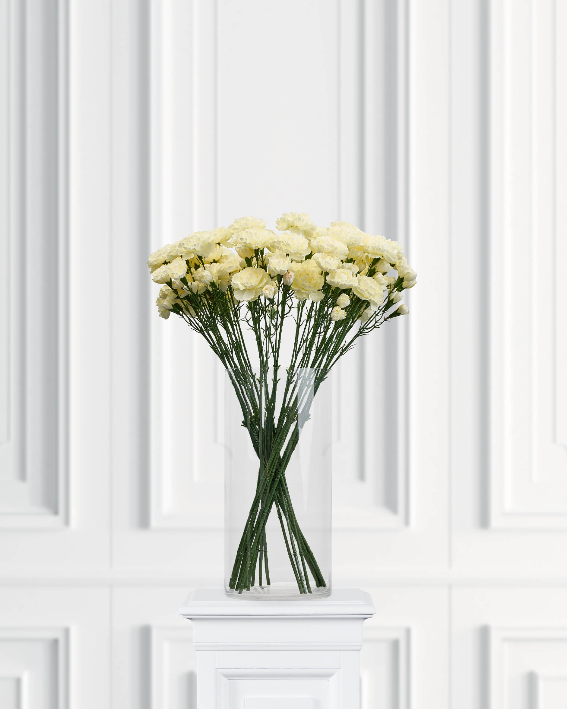 Nejlika snittblomma vit