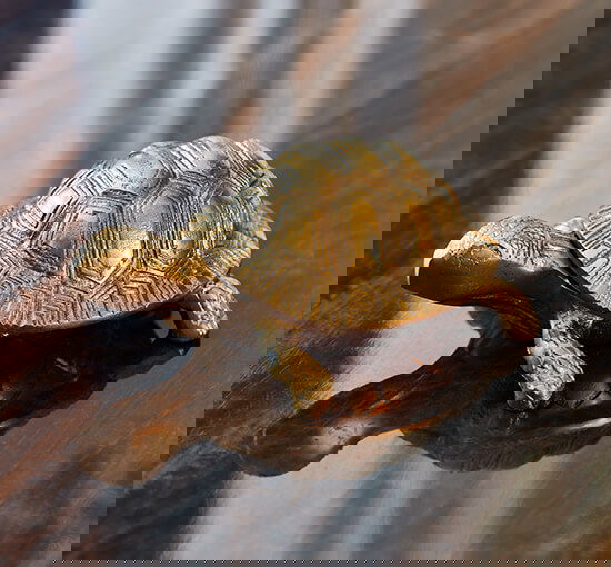 Skildpadde æske messing