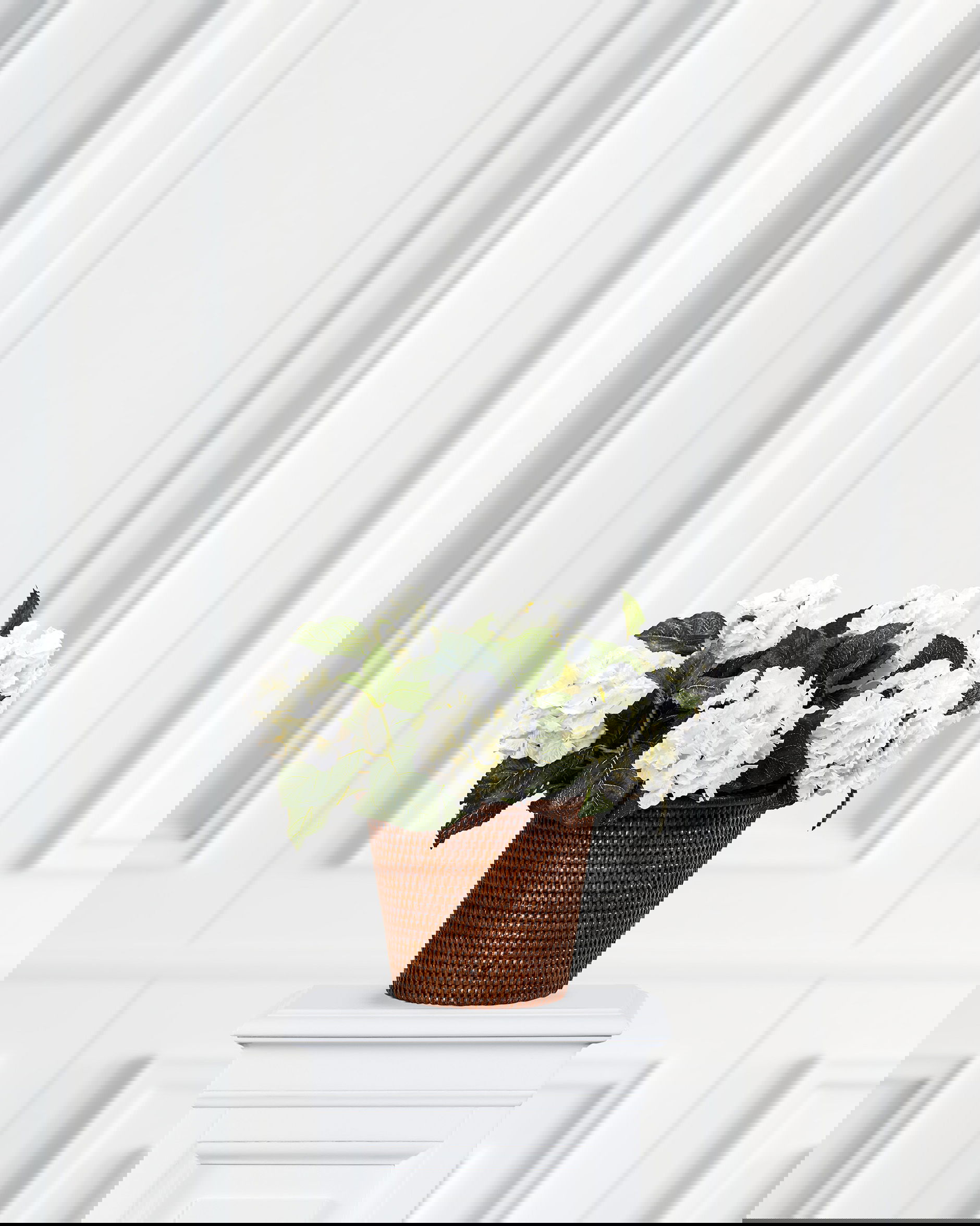 Hydrangea potted plant white