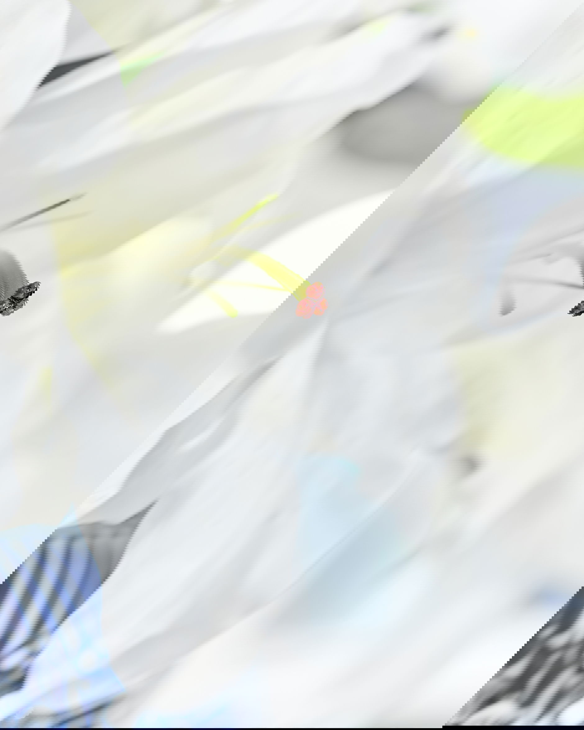 Lilja snittblomma vit