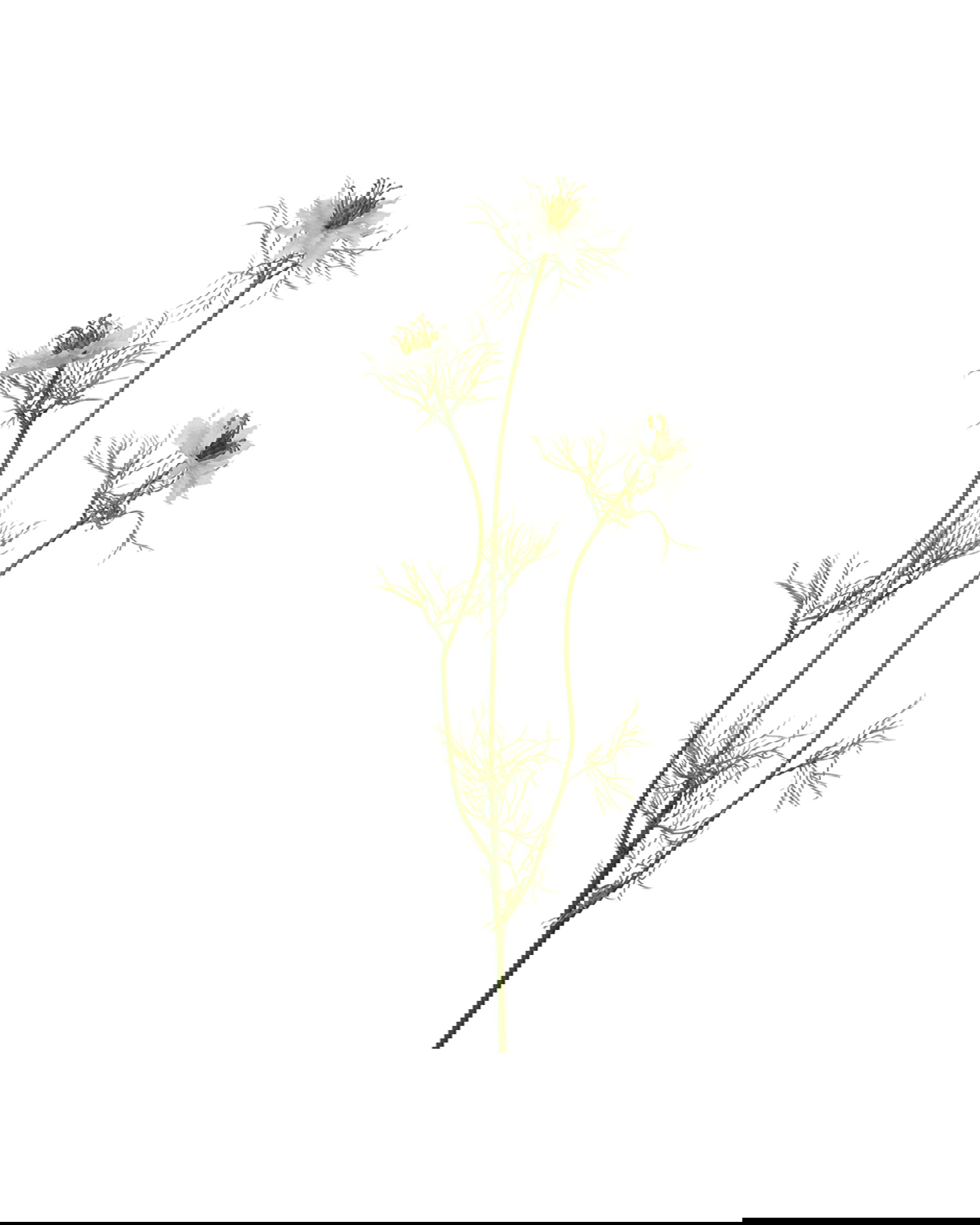 Nigella snittblomma vit