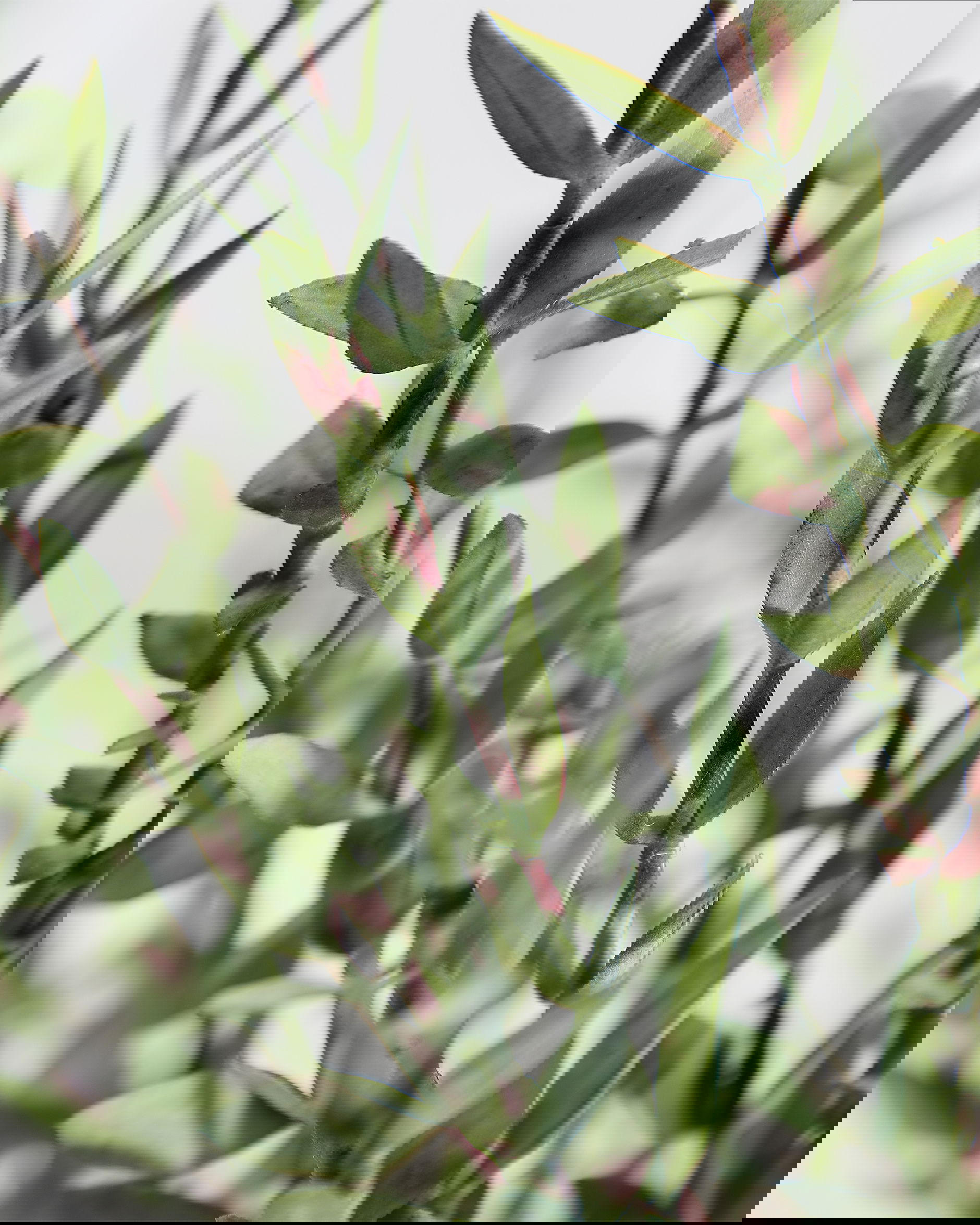 Eucalyptus snittblomma grön