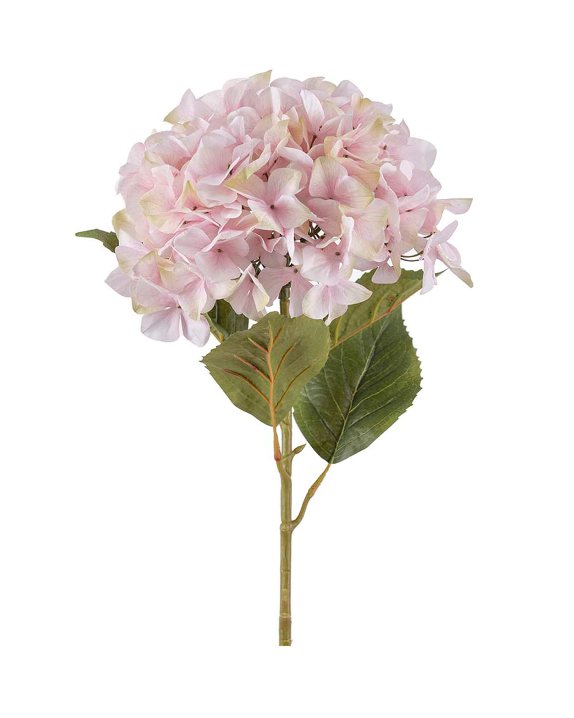 Hydrangea Cut Flower Pink