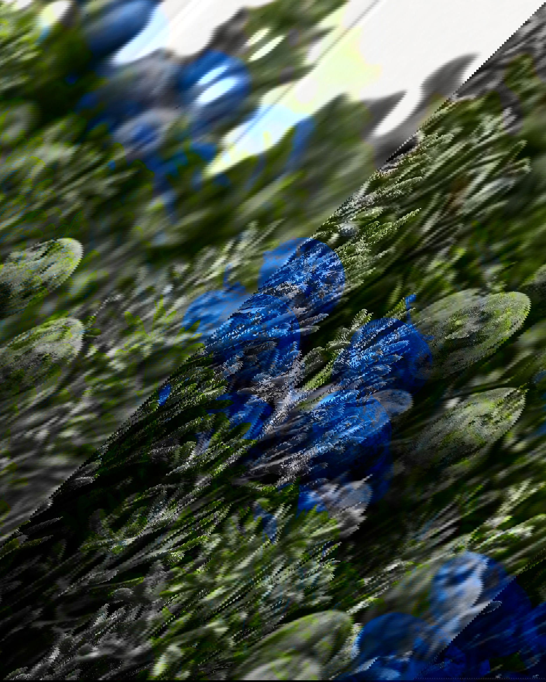 Vinterbär kvist blåa bär