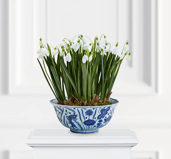 Snowdrop Potted Plant White