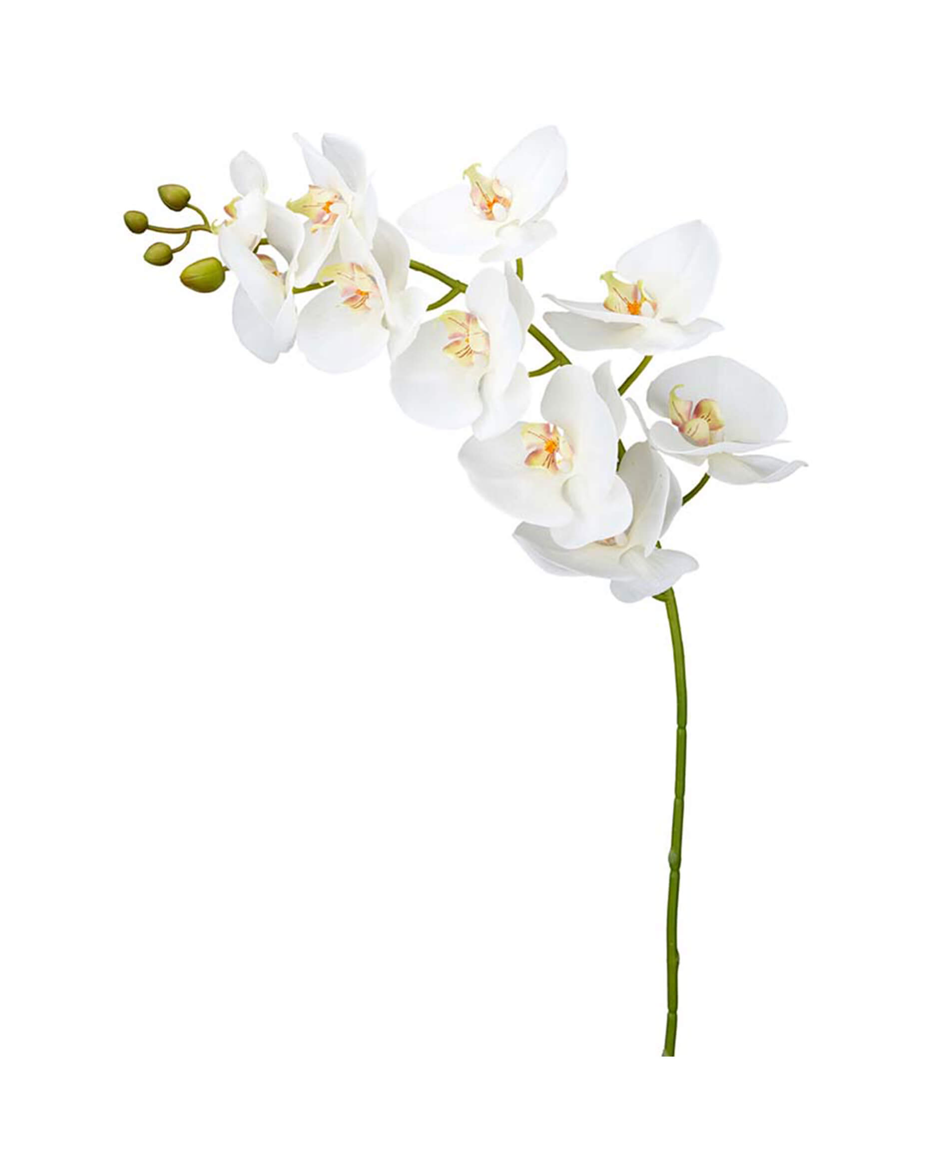 Orkidé snittblomma vit