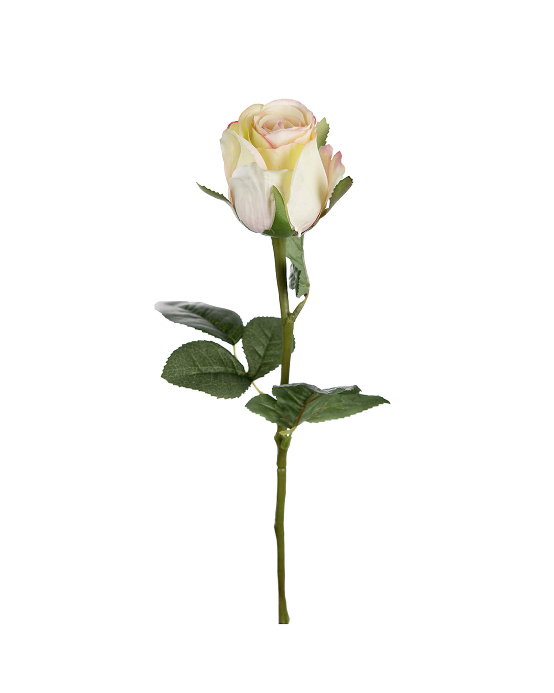 Ros snittblomma honungsgul