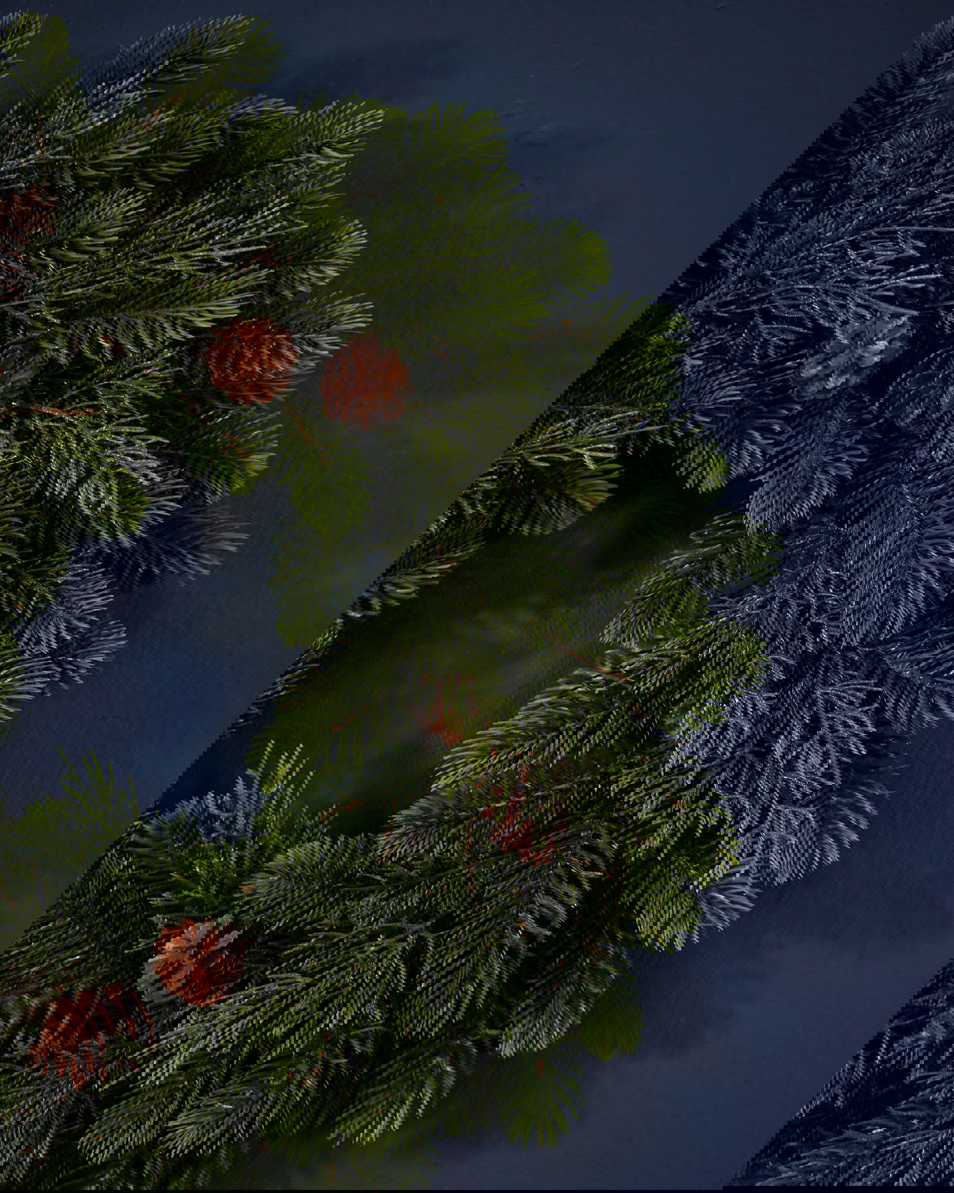 Grankrans kottar  Ø45cm