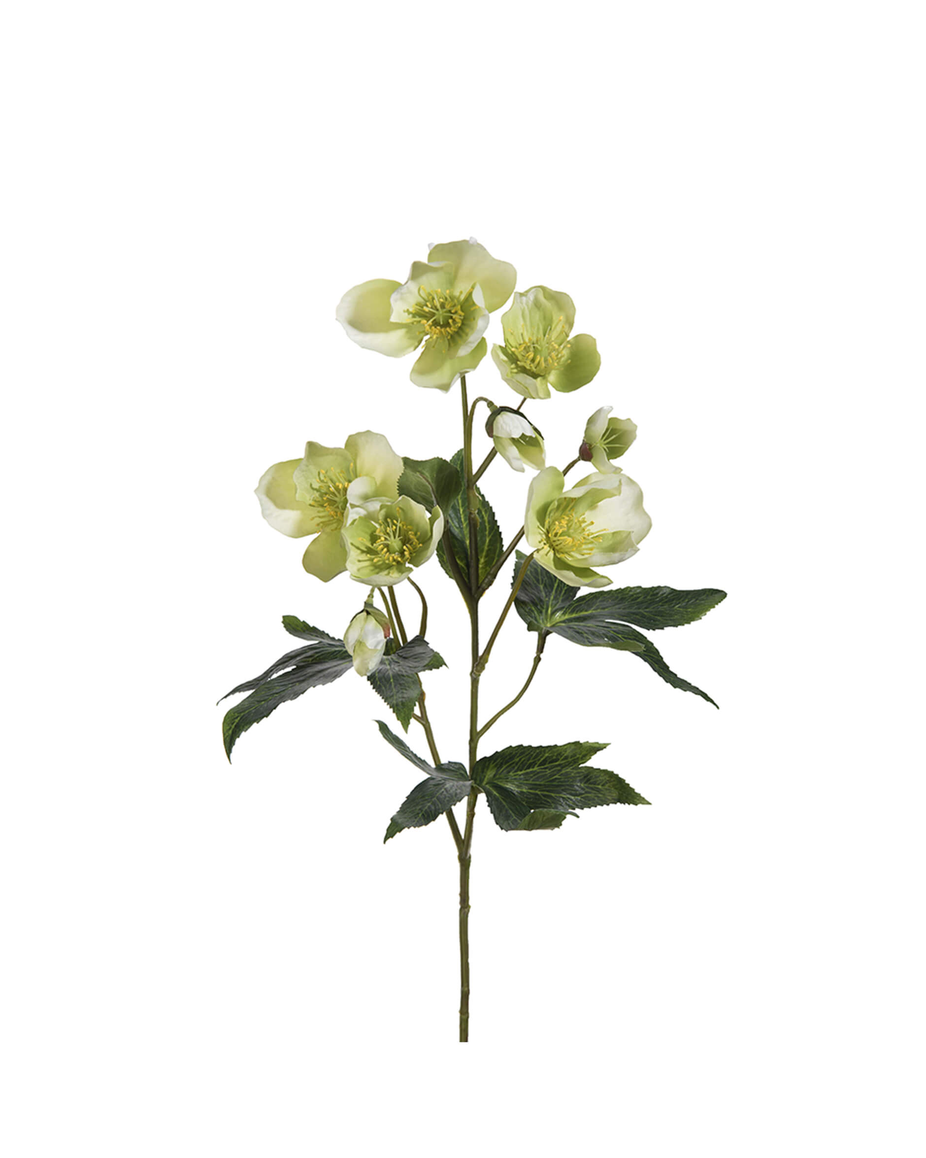 Julros snittblomma grön