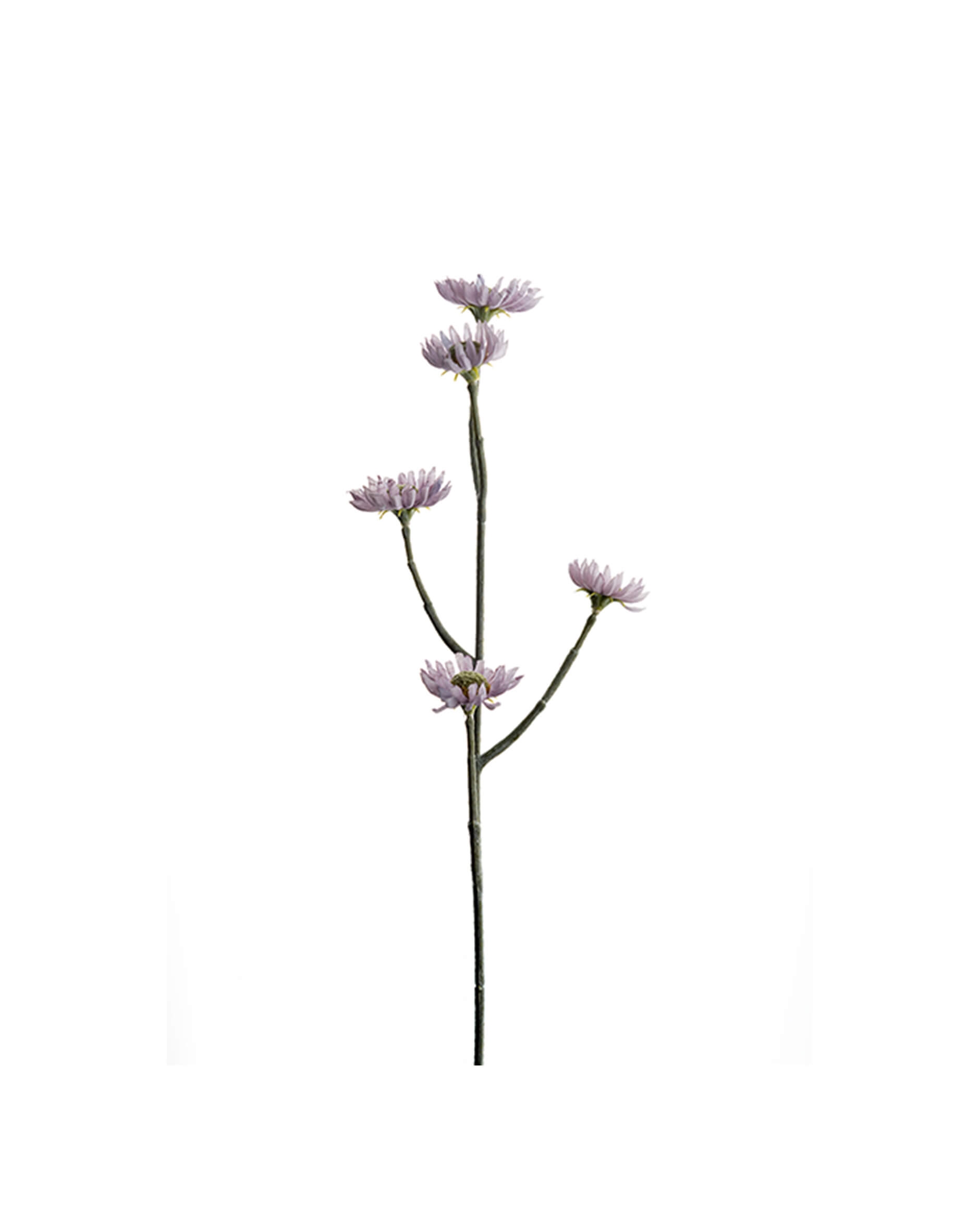 Eternell snittblomma lila OUTLET