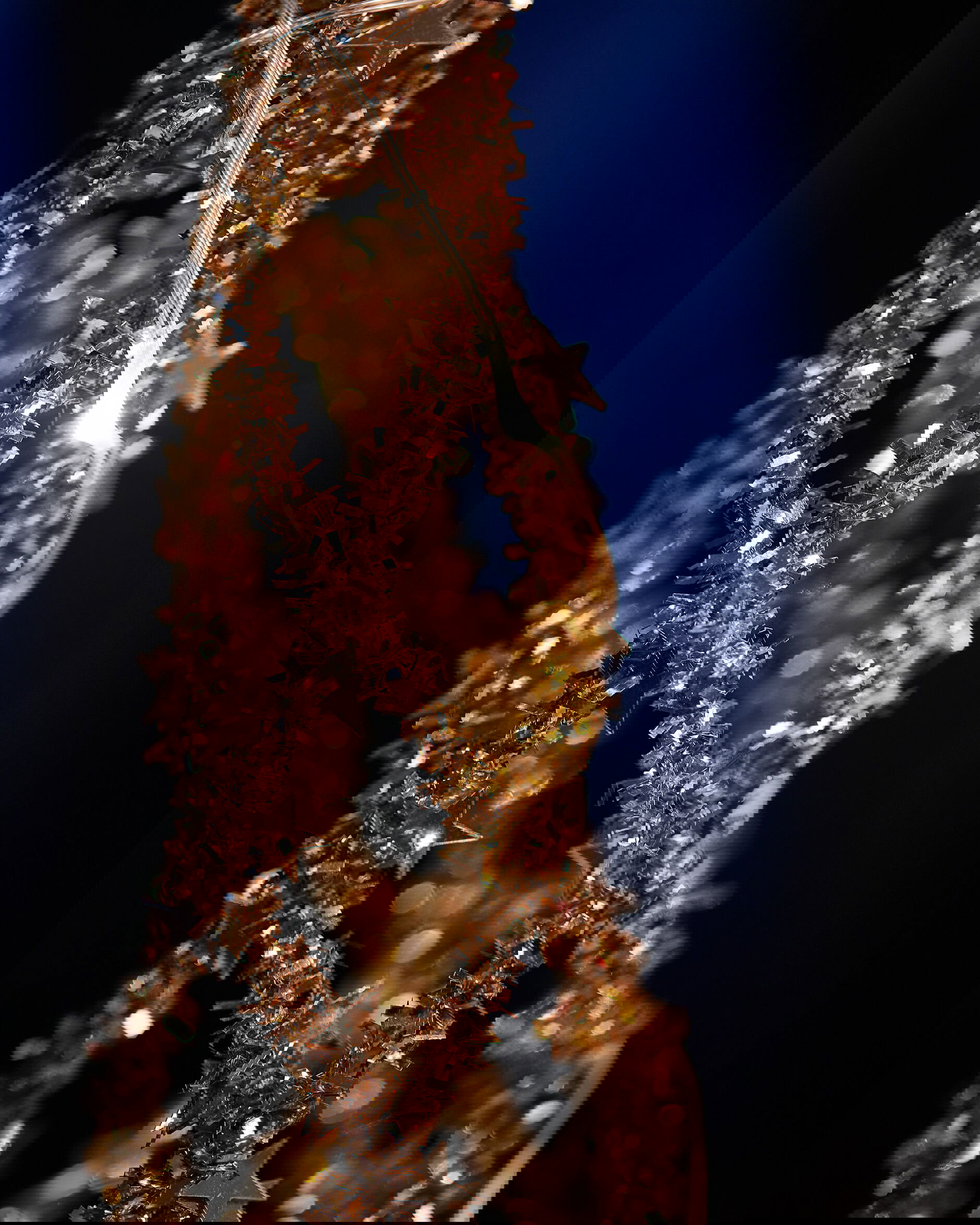 Agaton Tanne Weihnachtsdekoration Champagner L