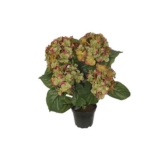 Red - Hydrangea Potted Plant Green
