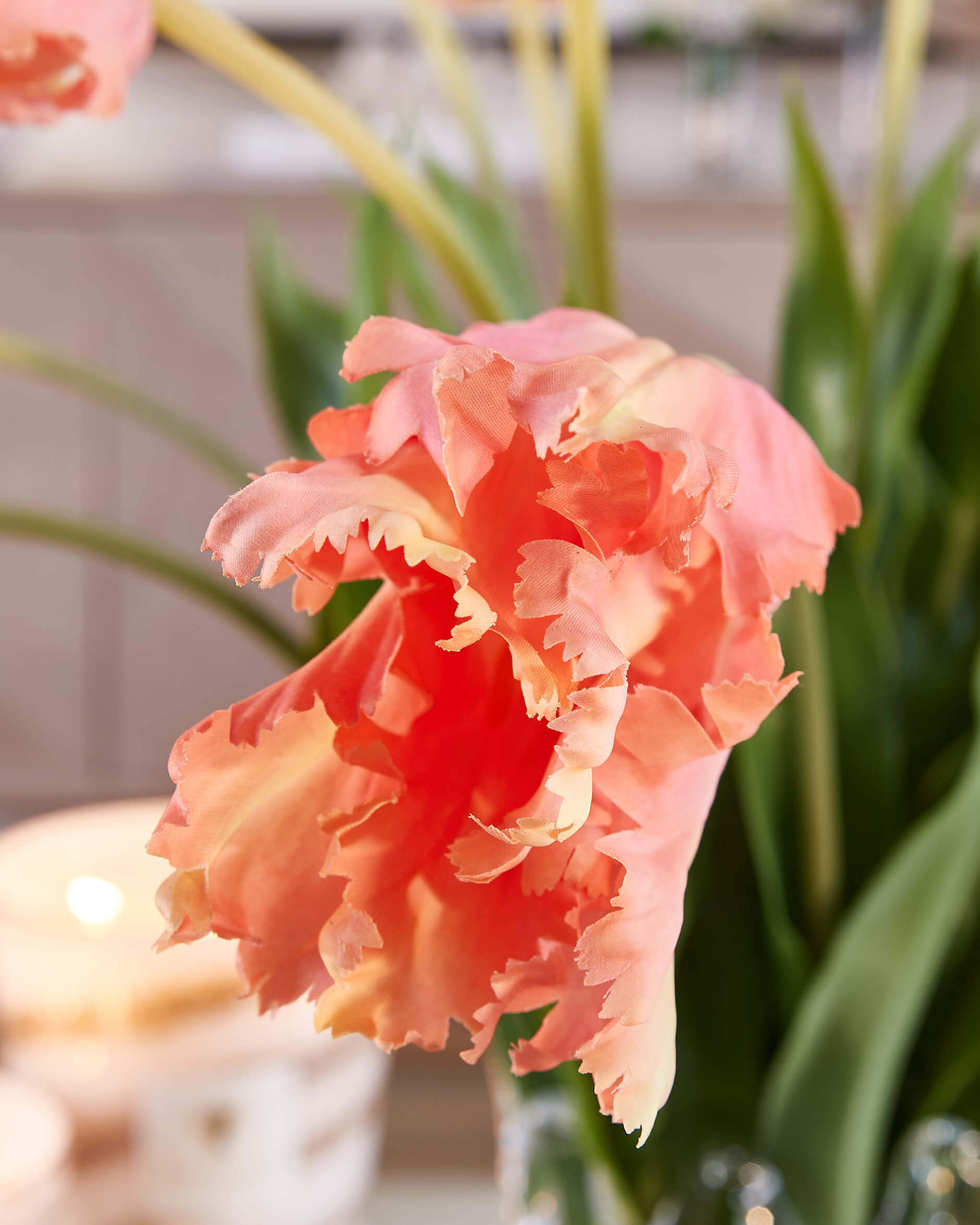 Papukaijatulppaani-leikkokukka, aprikoosi