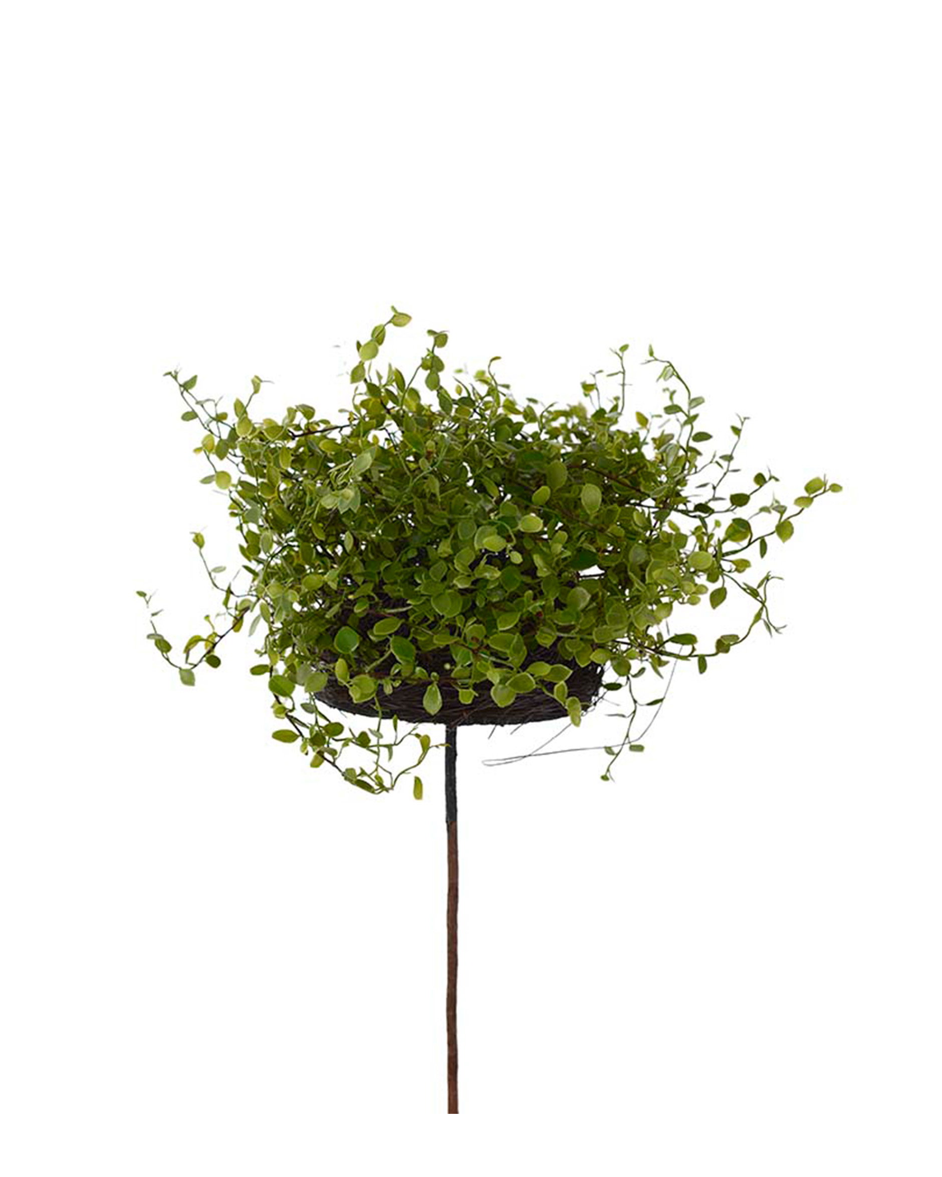 Muehlenbeckia Potted Plant Green