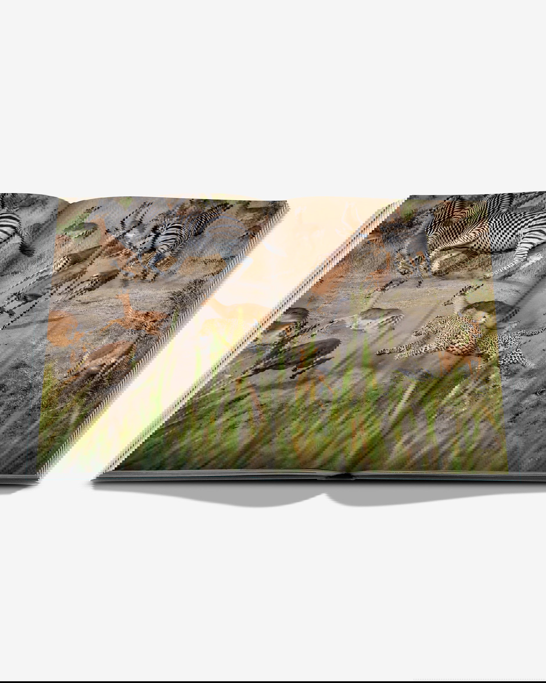 Londolozi, The Safari that Changed Everything