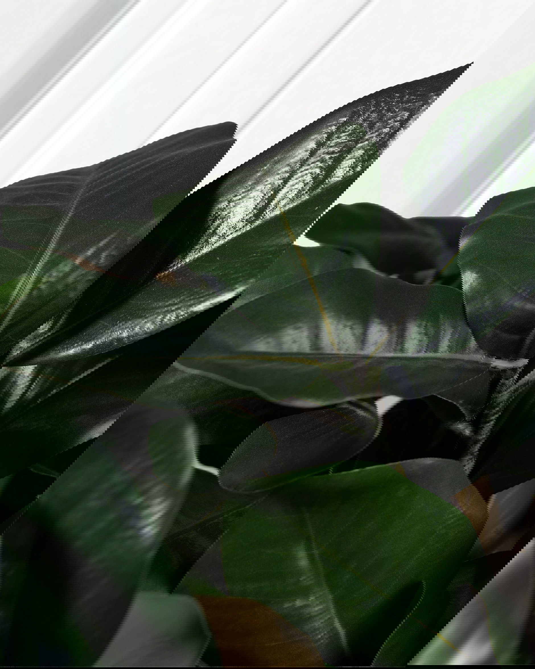 Green magnolia branch