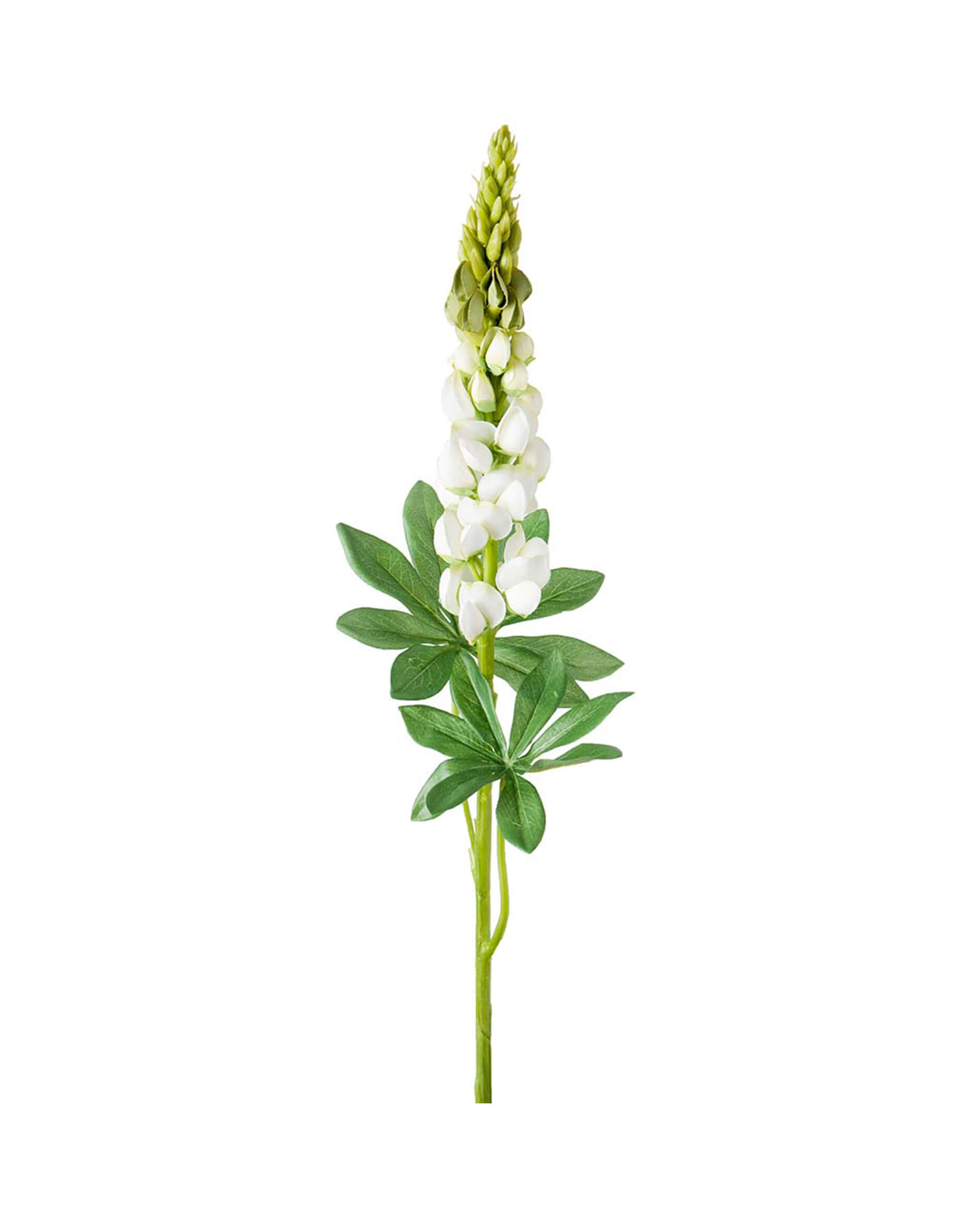 Lupine Cut Flower White