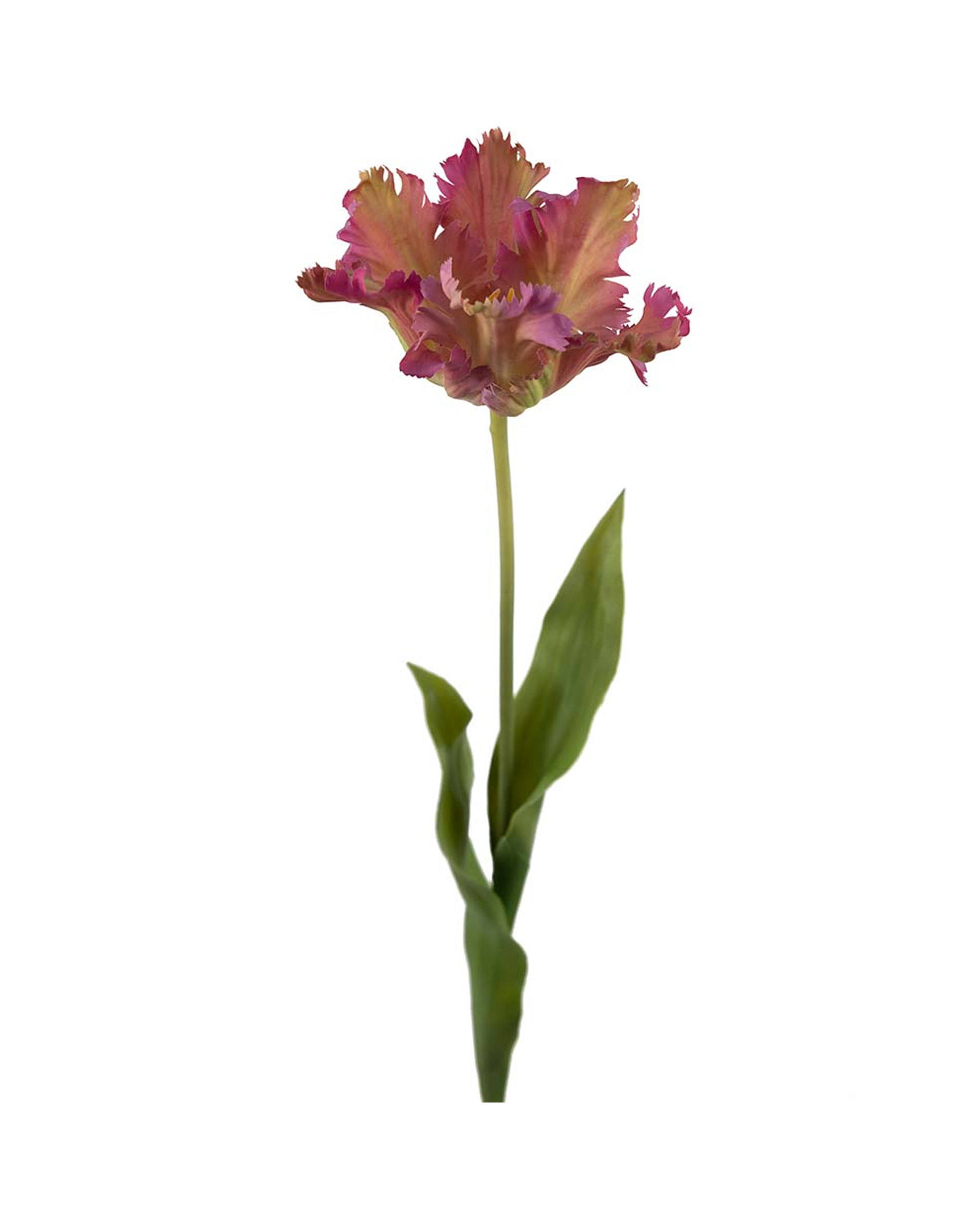 Papegaaientulp snijbloem paars