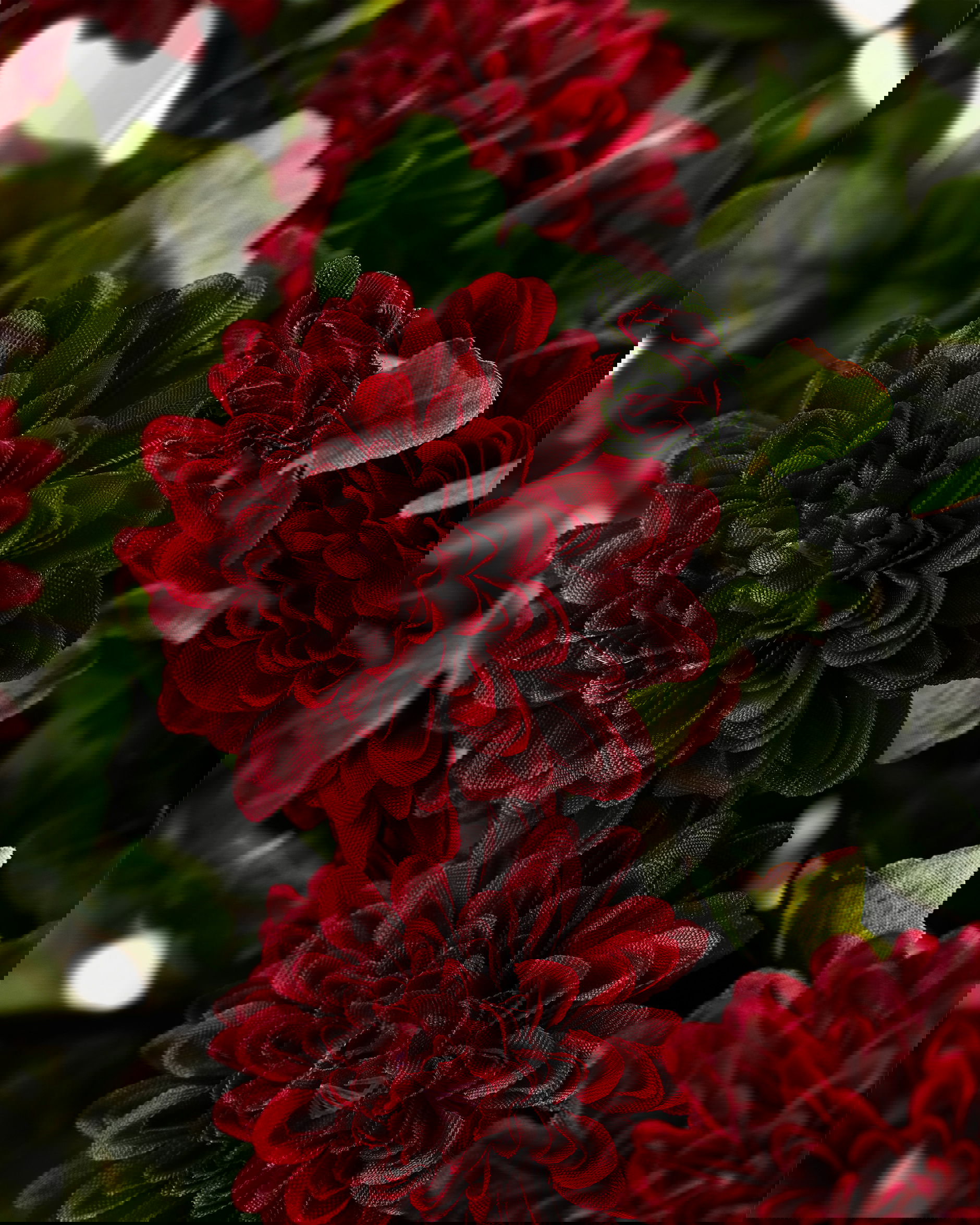 Krysantemum snittblomst vinrød