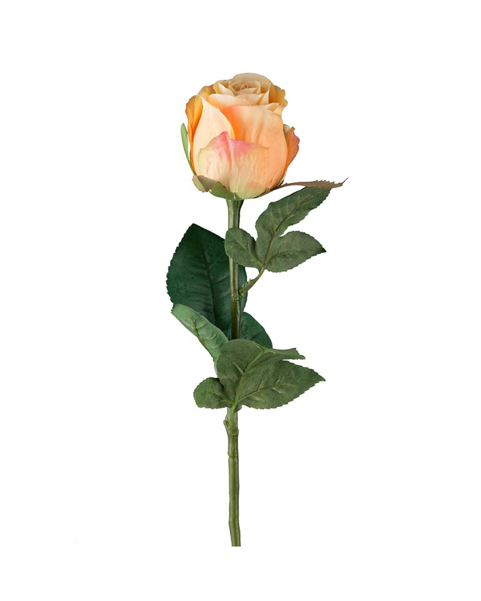 Ros snittblomma peach