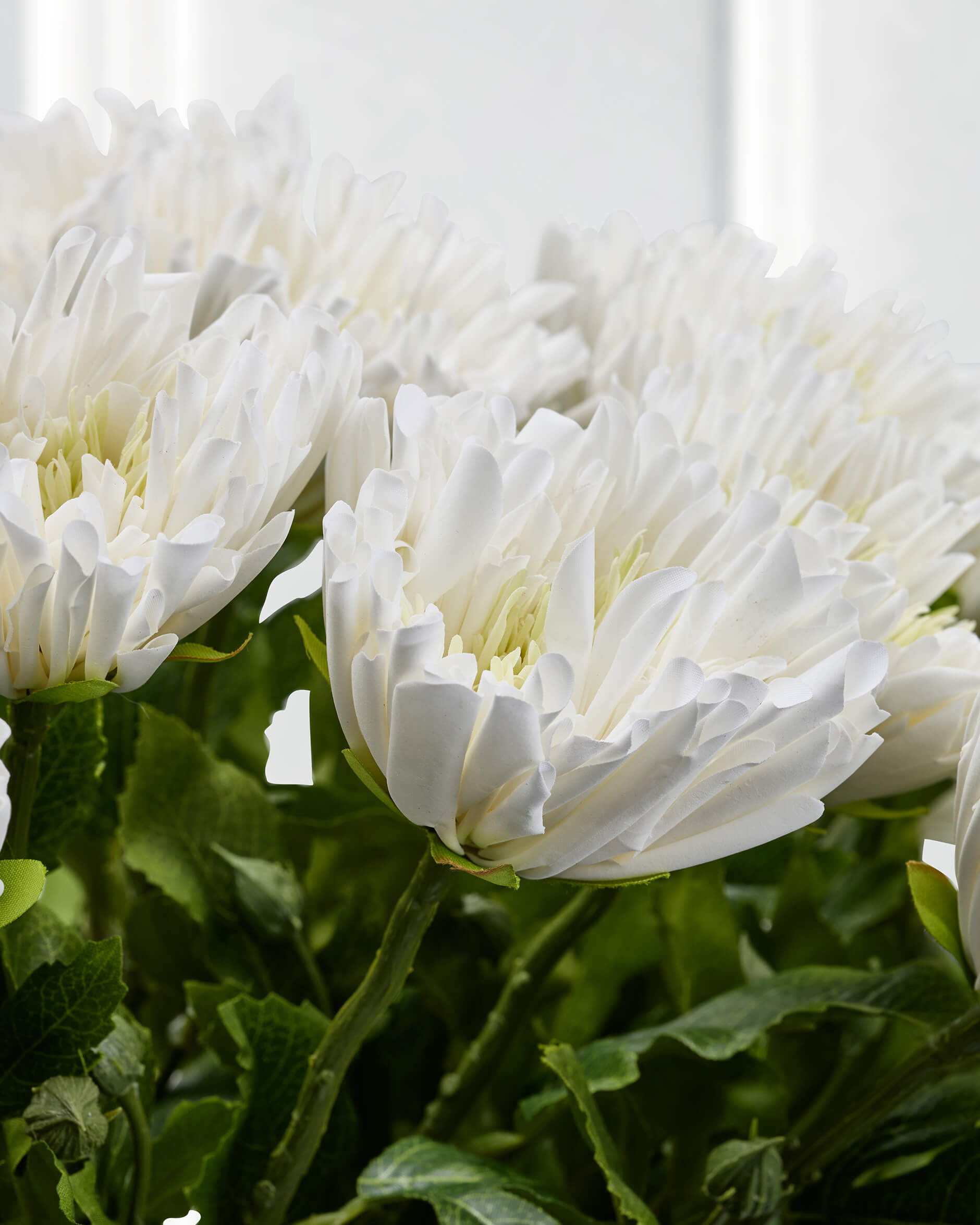 Chrysanthemum Cut Flower White