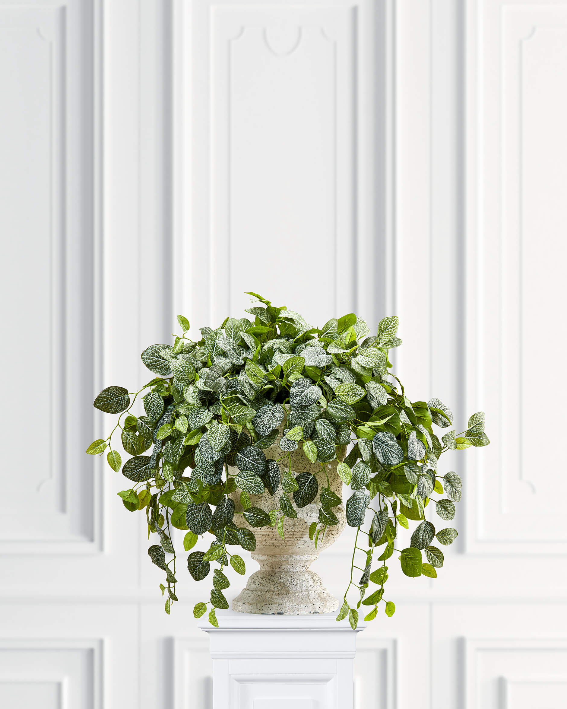 Fittonia krukväxt grön